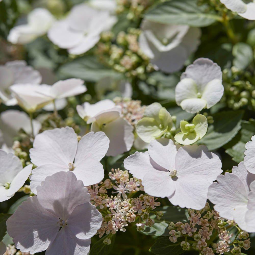 White - YouGarden - Hydrangea 'Runaway Bride' 14cm pot 20/25cm - 2