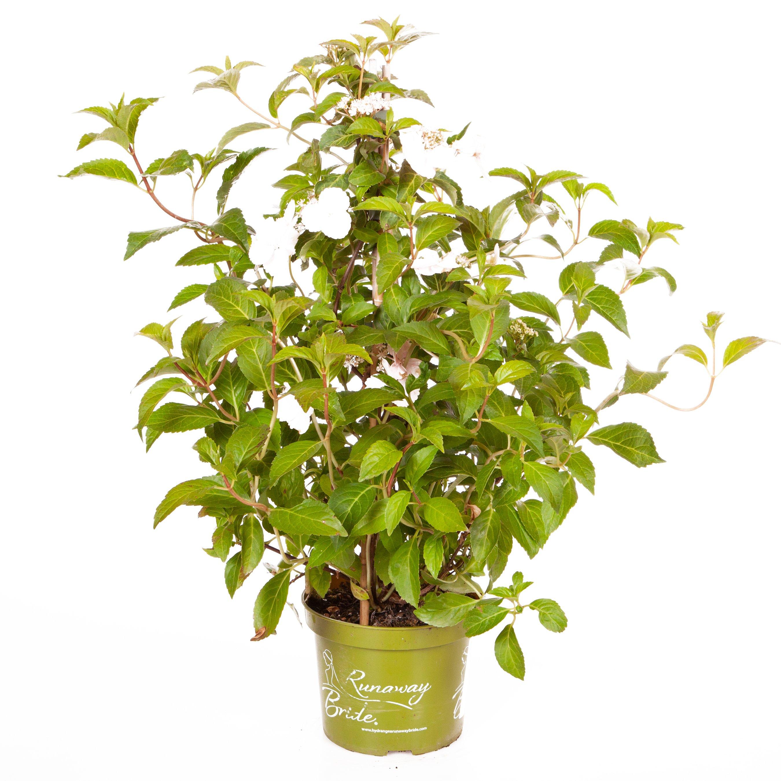 White - YouGarden - Hydrangea 'Runaway Bride' 14cm pot 20/25cm - 3