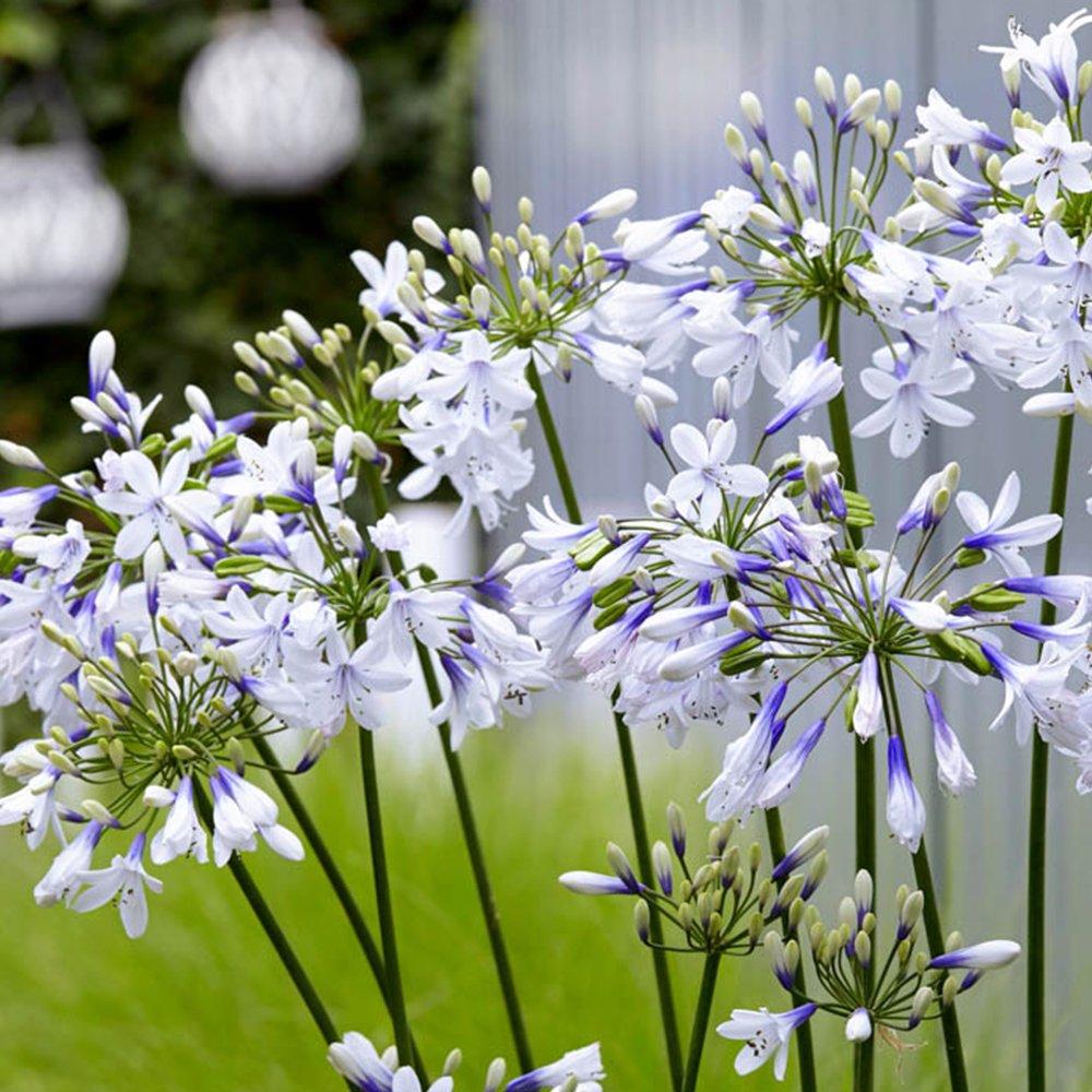 Yougarden  Agapanthus Fireworks 9Cm X3 -  - 3 x 9cm
