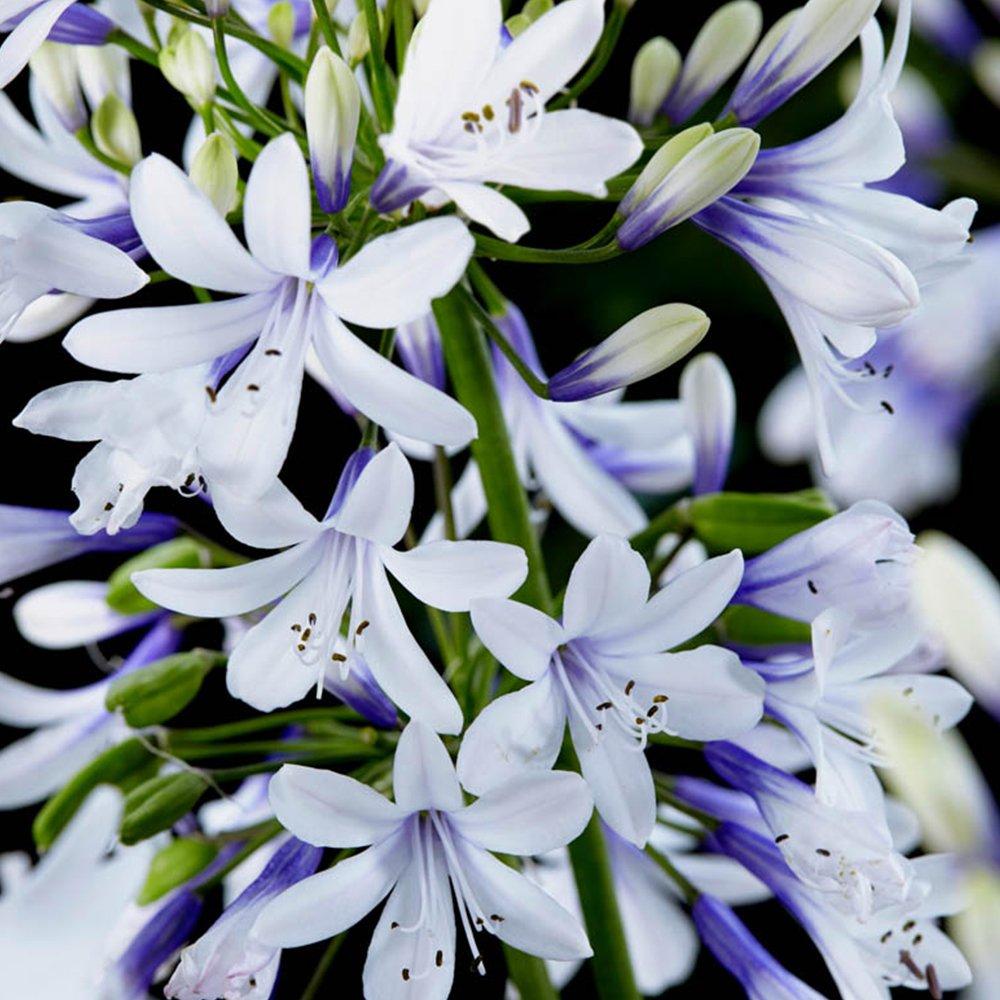 Multi - YouGarden - Agapanthus Fireworks 9cm x3 - 2