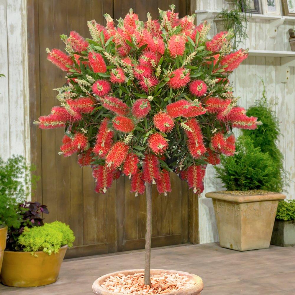 Yougarden  Callistemon Standard 80-110Cm 21Cm - Pink - 70-100cm T
