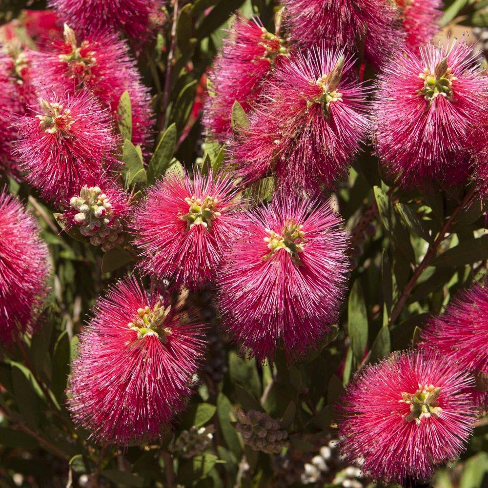Pink - YouGarden - Callistemon standard 80-110cm 21cm - 2