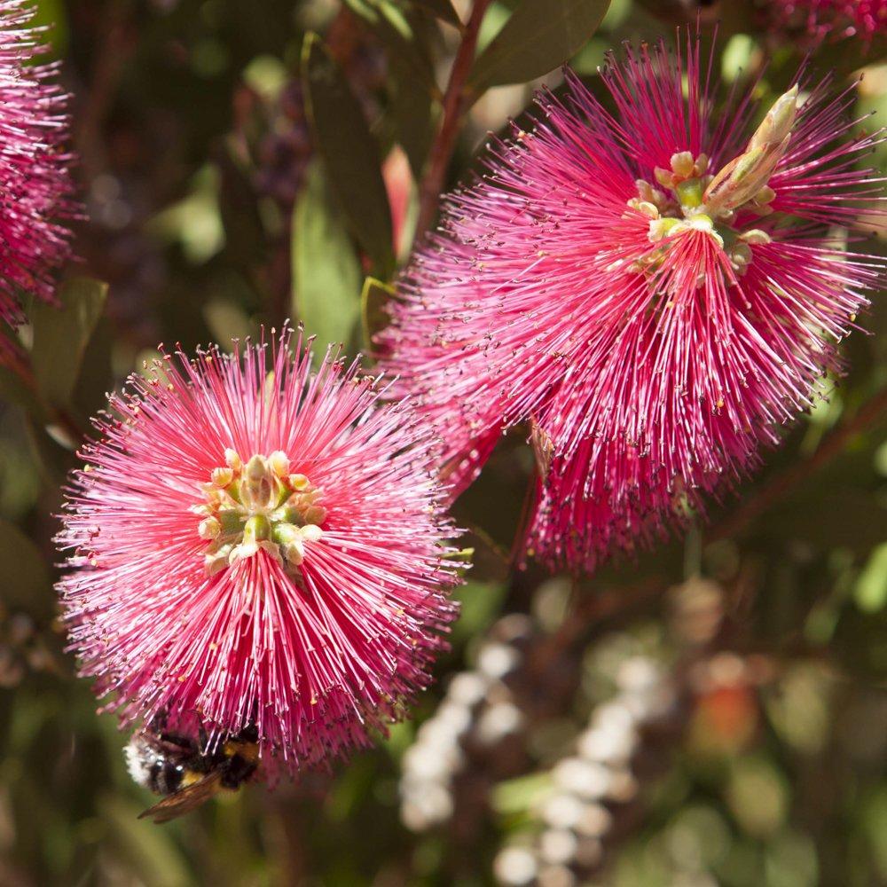 Pink - YouGarden - Callistemon standard 80-110cm 21cm - 3