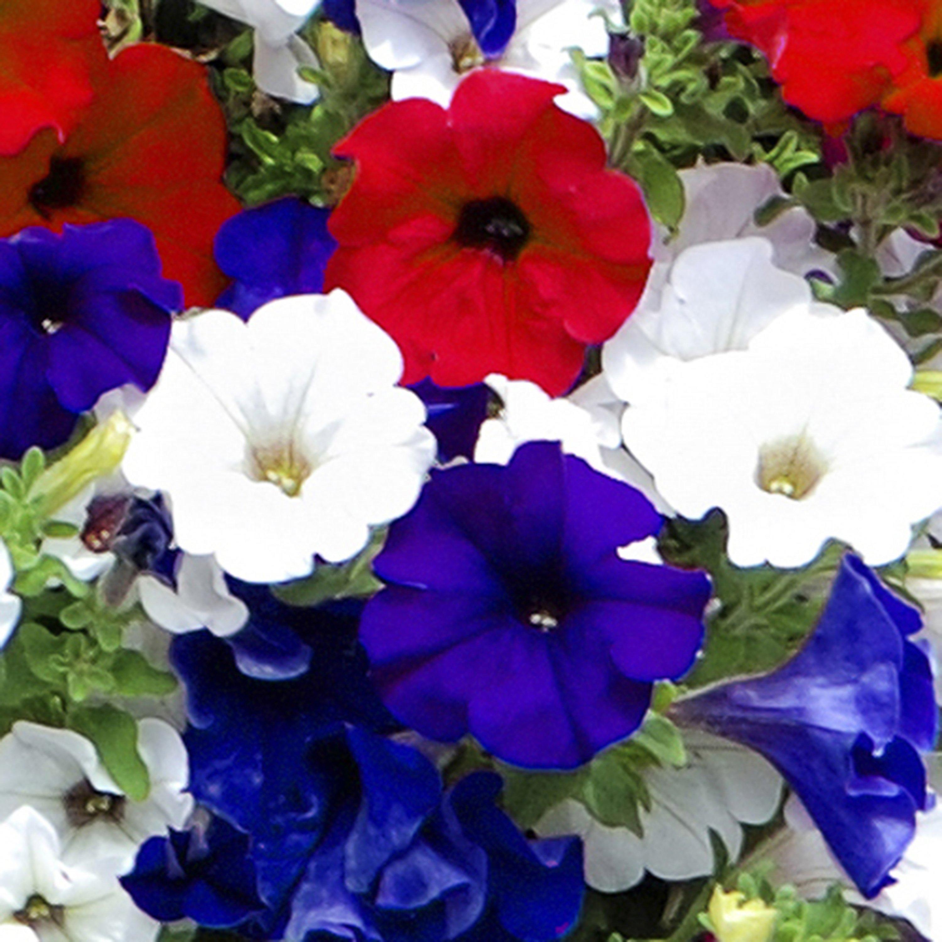 Multi - YouGarden - Patriotic Petunia Mix (12 Plug Plants) - 1