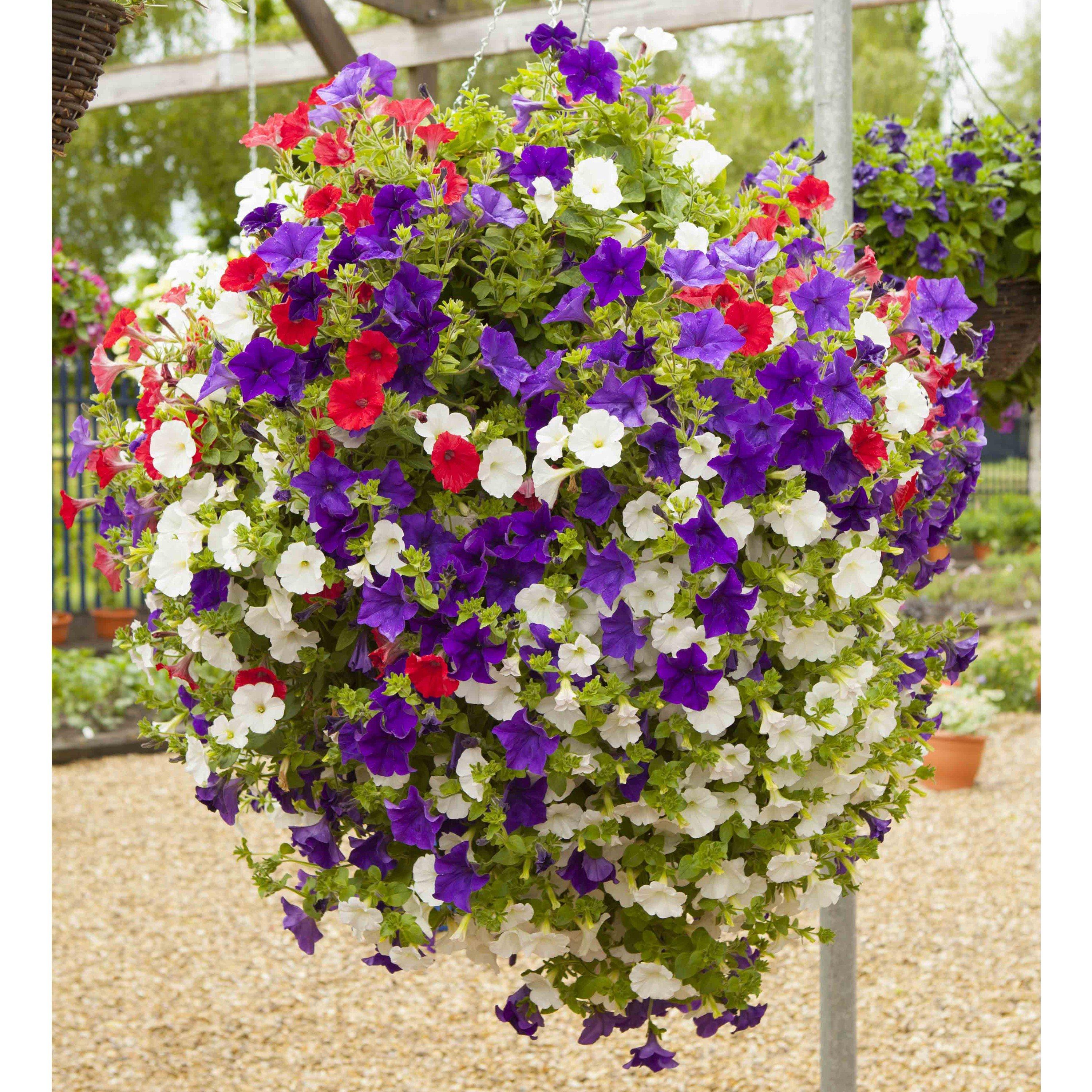 Multi - YouGarden - Patriotic Petunia Mix (12 Plug Plants) - 2