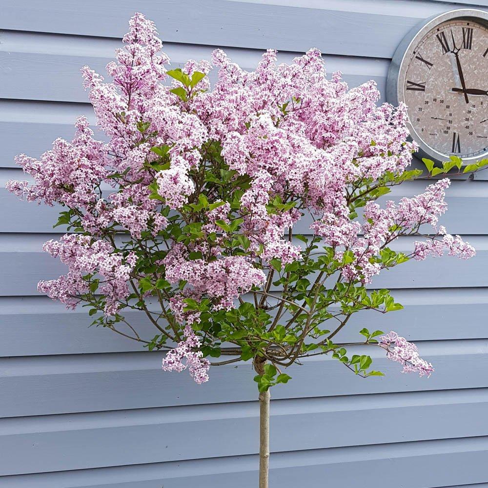 Yougarden  Syringa Palibin (Lilac) Standard 90Cm 3L X2 - Purple - 2 x 3L Pot