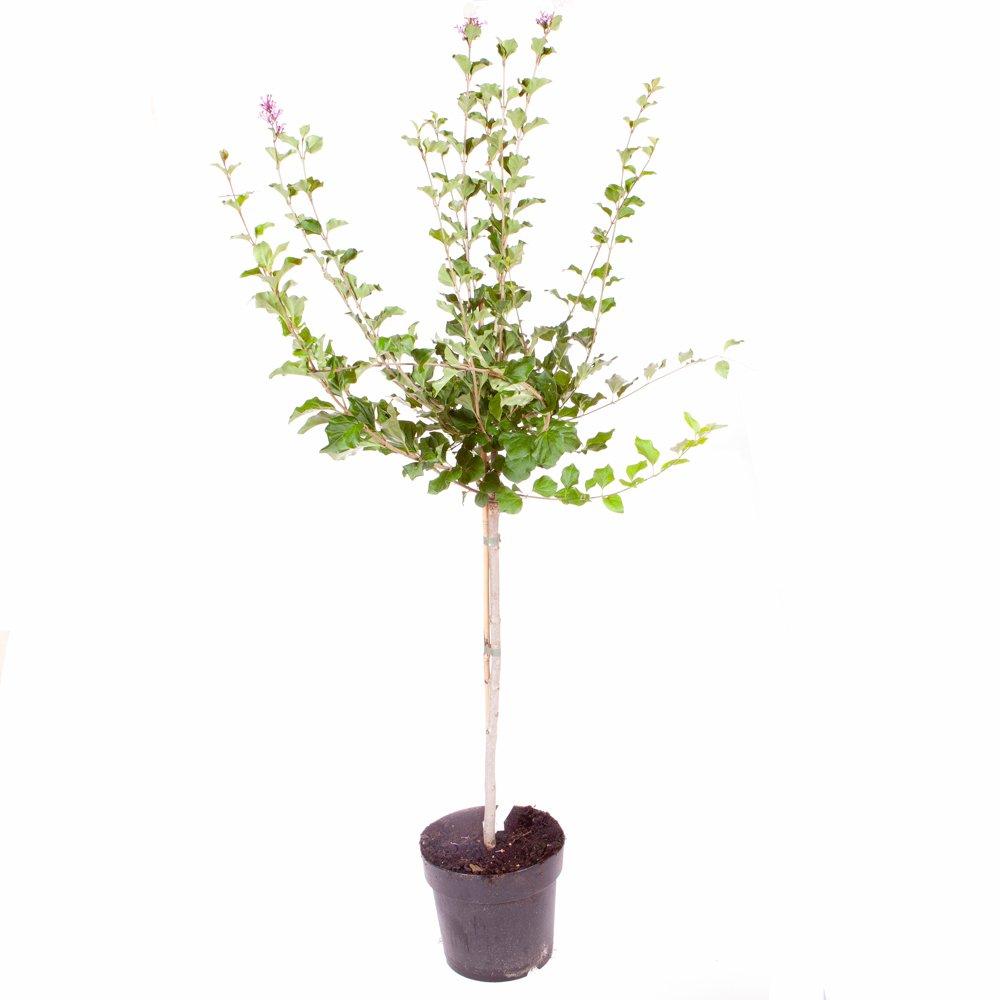 Purple - YouGarden - Syringa 'Palibin' (Lilac) standard 90cm 3L x2 - 3