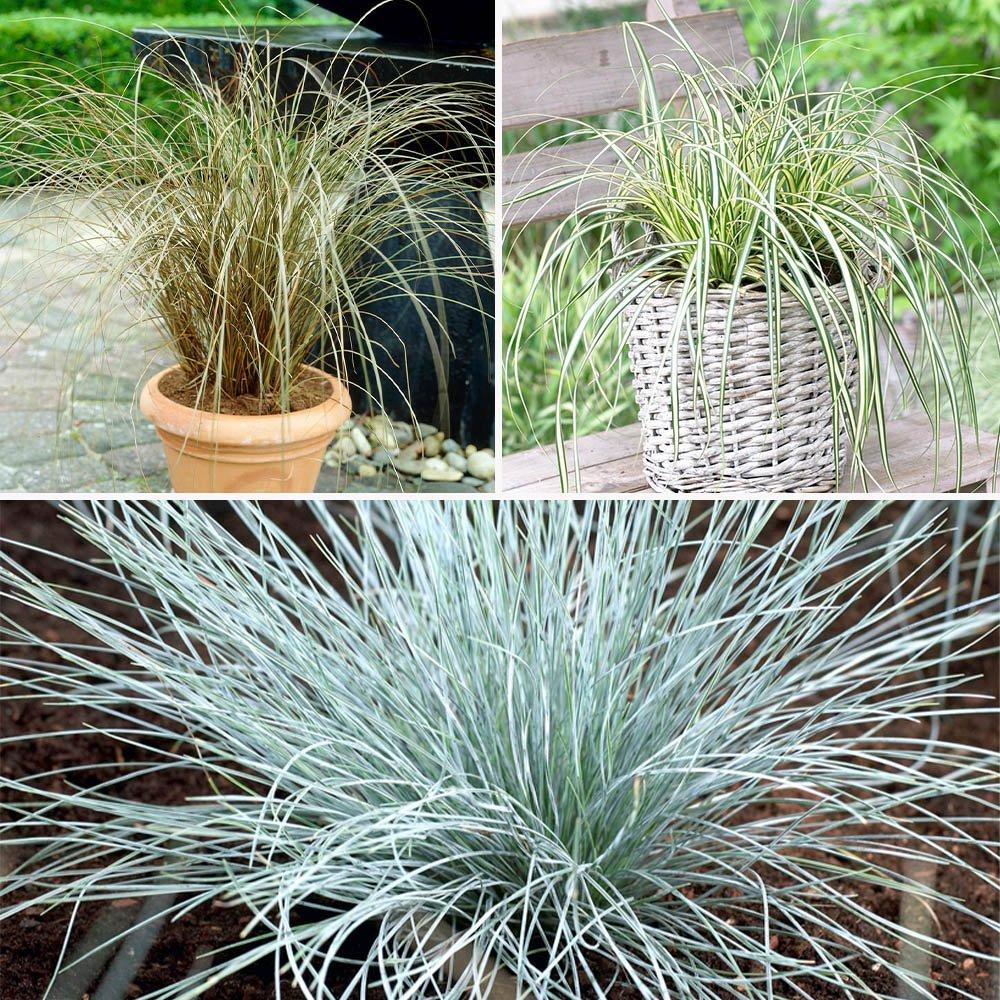 Green - YouGarden - Colourful Ornamental Grasses Collection x 6 - 1