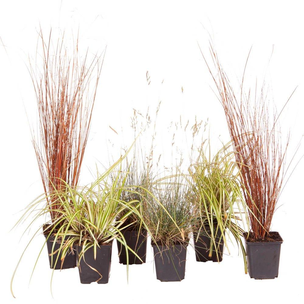 Green - YouGarden - Colourful Ornamental Grasses Collection x 6 - 2