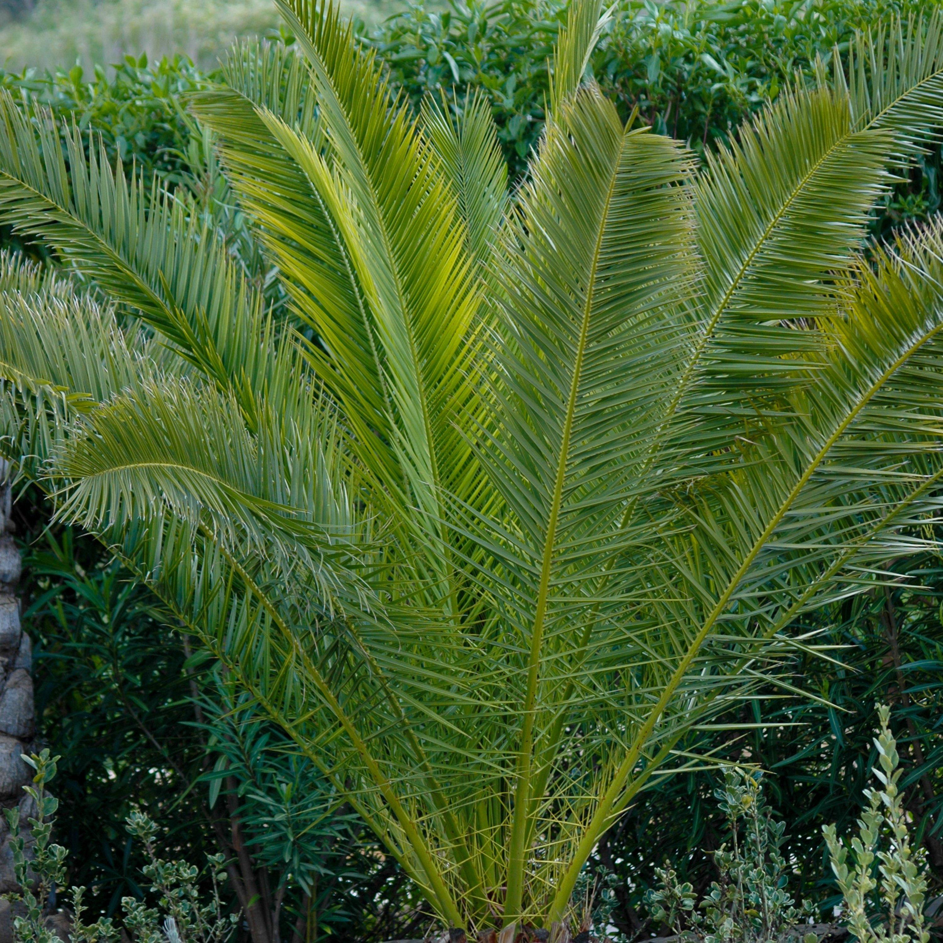 Yougarden  Phoenix Canariensis 55-75Cm 14Cm Pot - Green - 55-70cm Ta