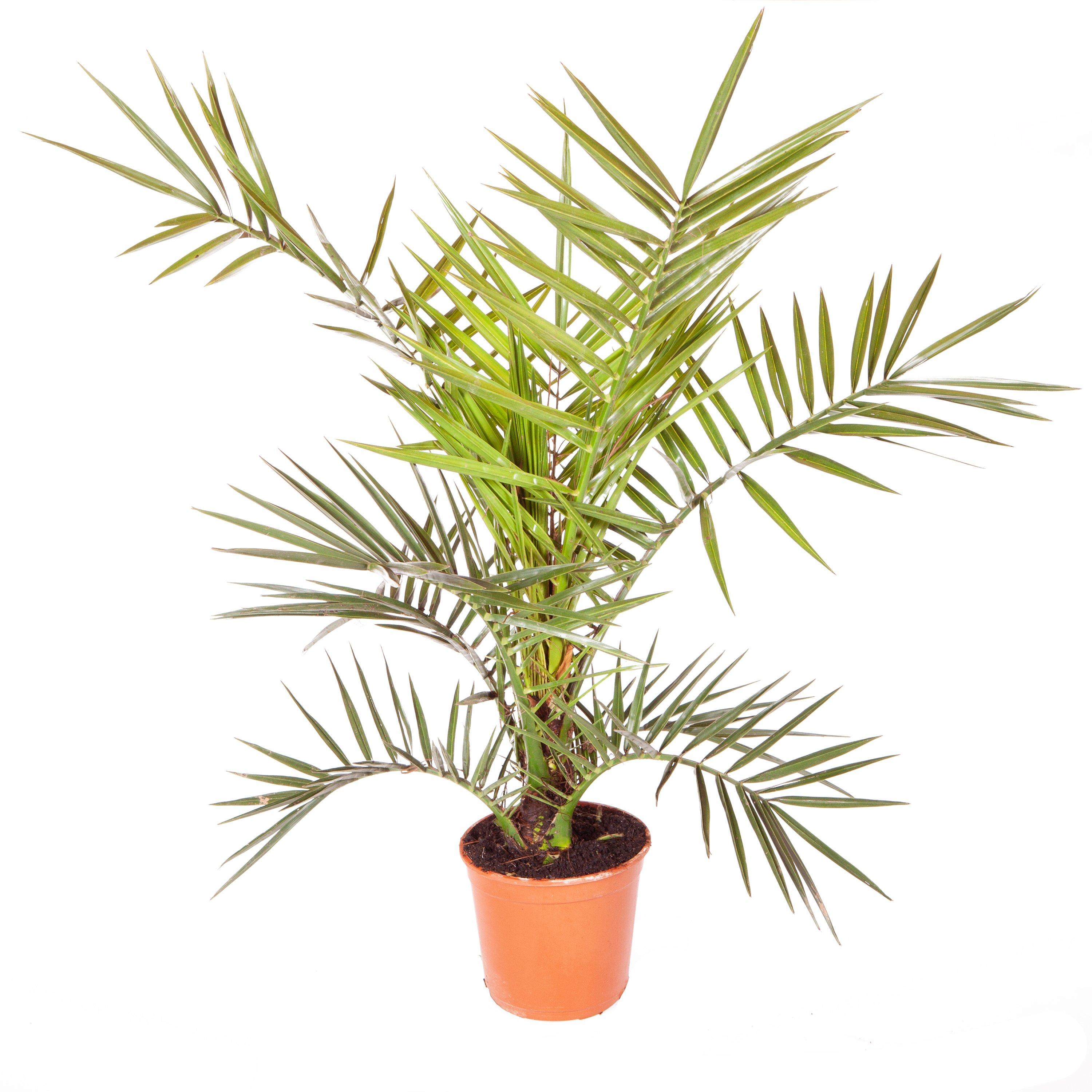 Green - YouGarden - Phoenix canariensis 55-75cm 14cm pot - 2