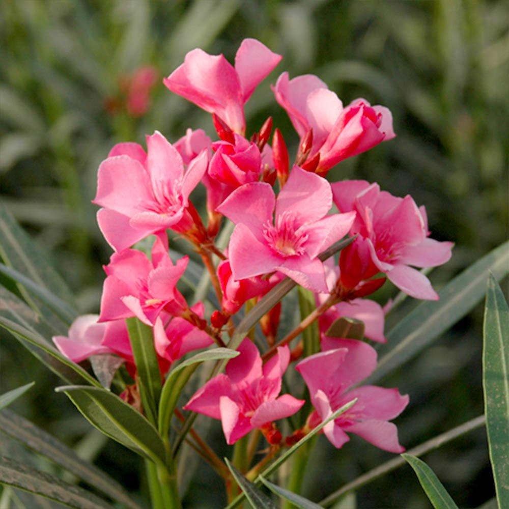 Pink - YouGarden - Oleander Bush Shades of Pink - 1
