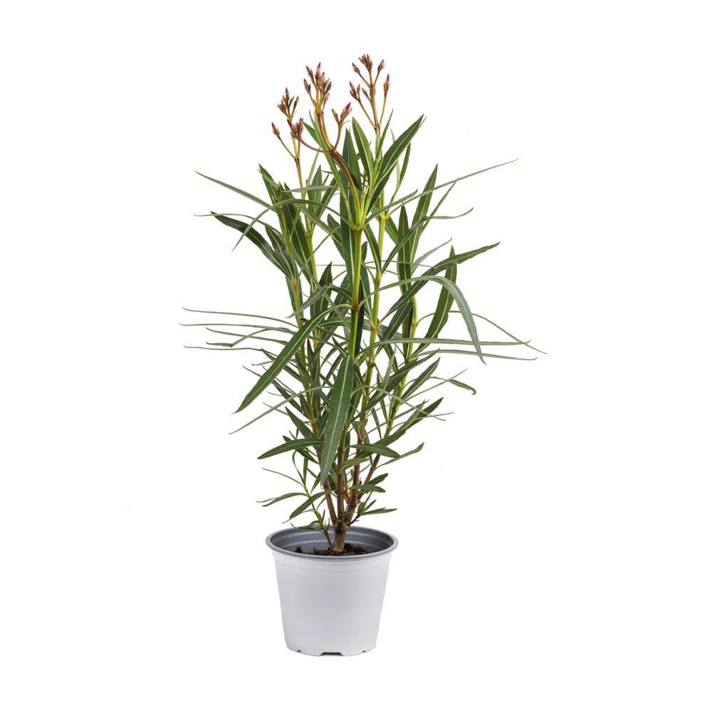 Pink - YouGarden - Oleander Bush Shades of Pink - 3