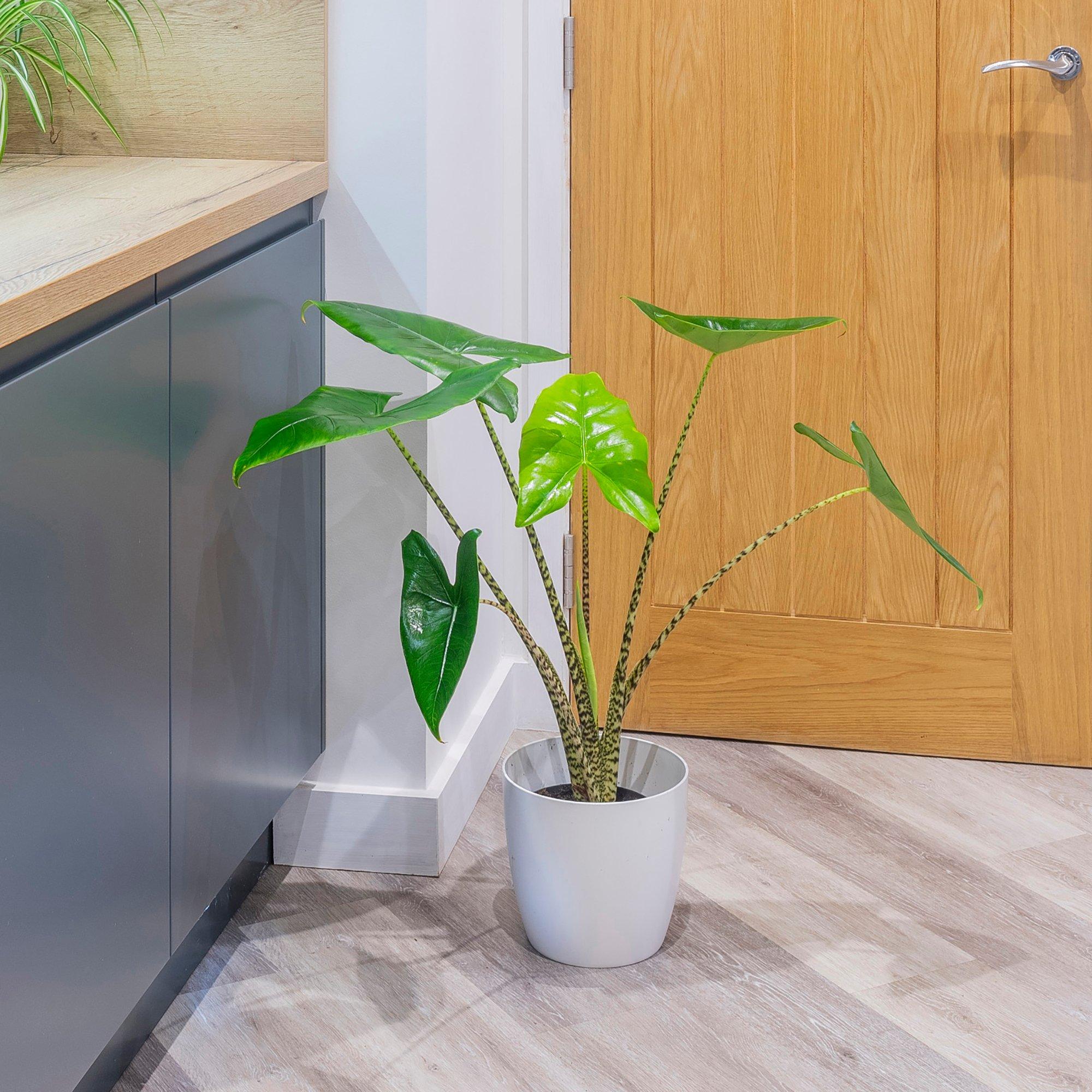 Yougarden  Alocasia Zebrina 17Cm - Green - 17cm Pot