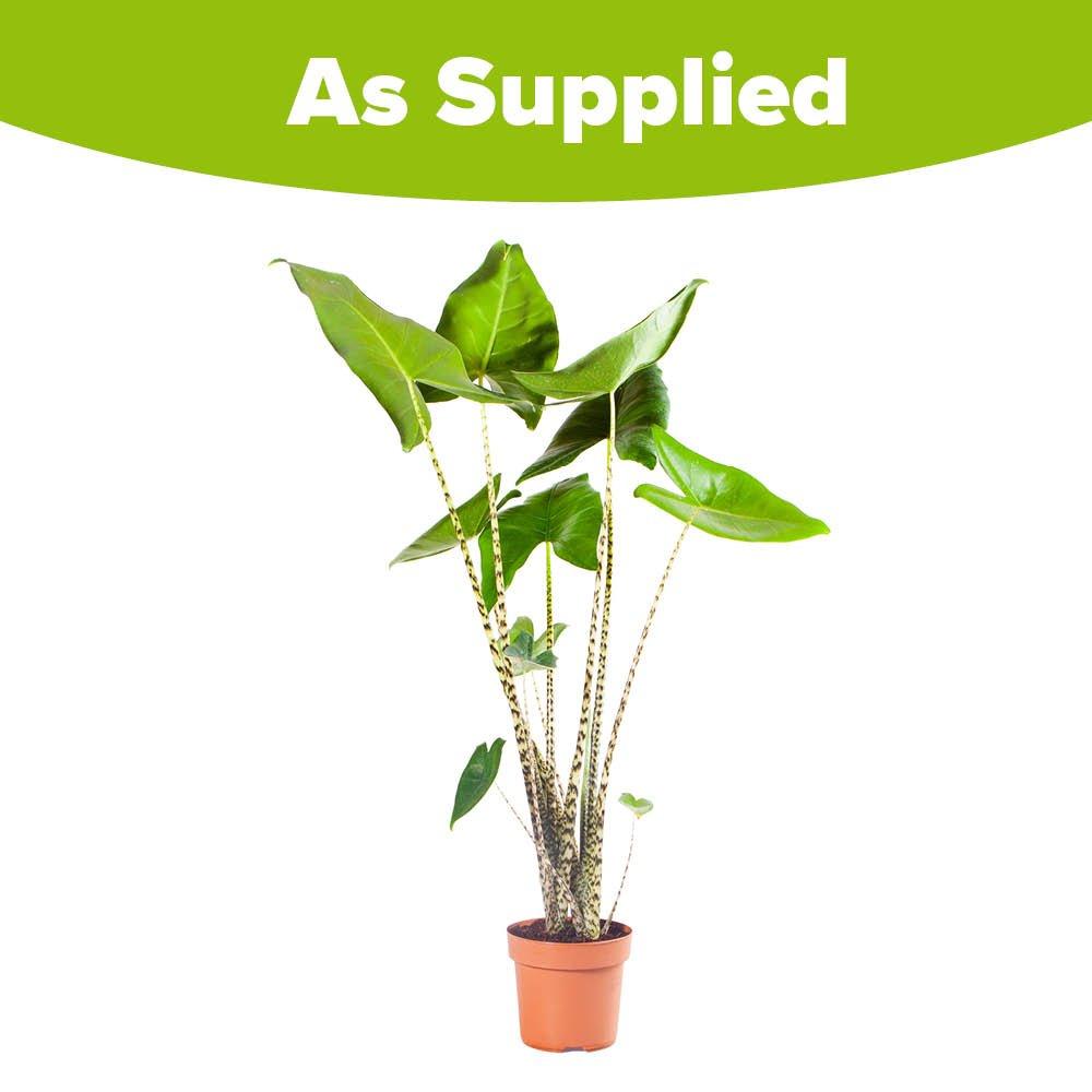 Green - YouGarden - Alocasia Zebrina 17cm - 3