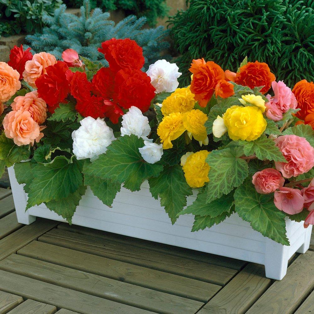 YouGarden Begonia Non-Stop Mix (18 Plug Plants)