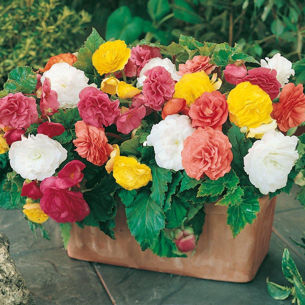 Multi - YouGarden - Begonia Non-Stop Mix (18 Plug Plants) - 2