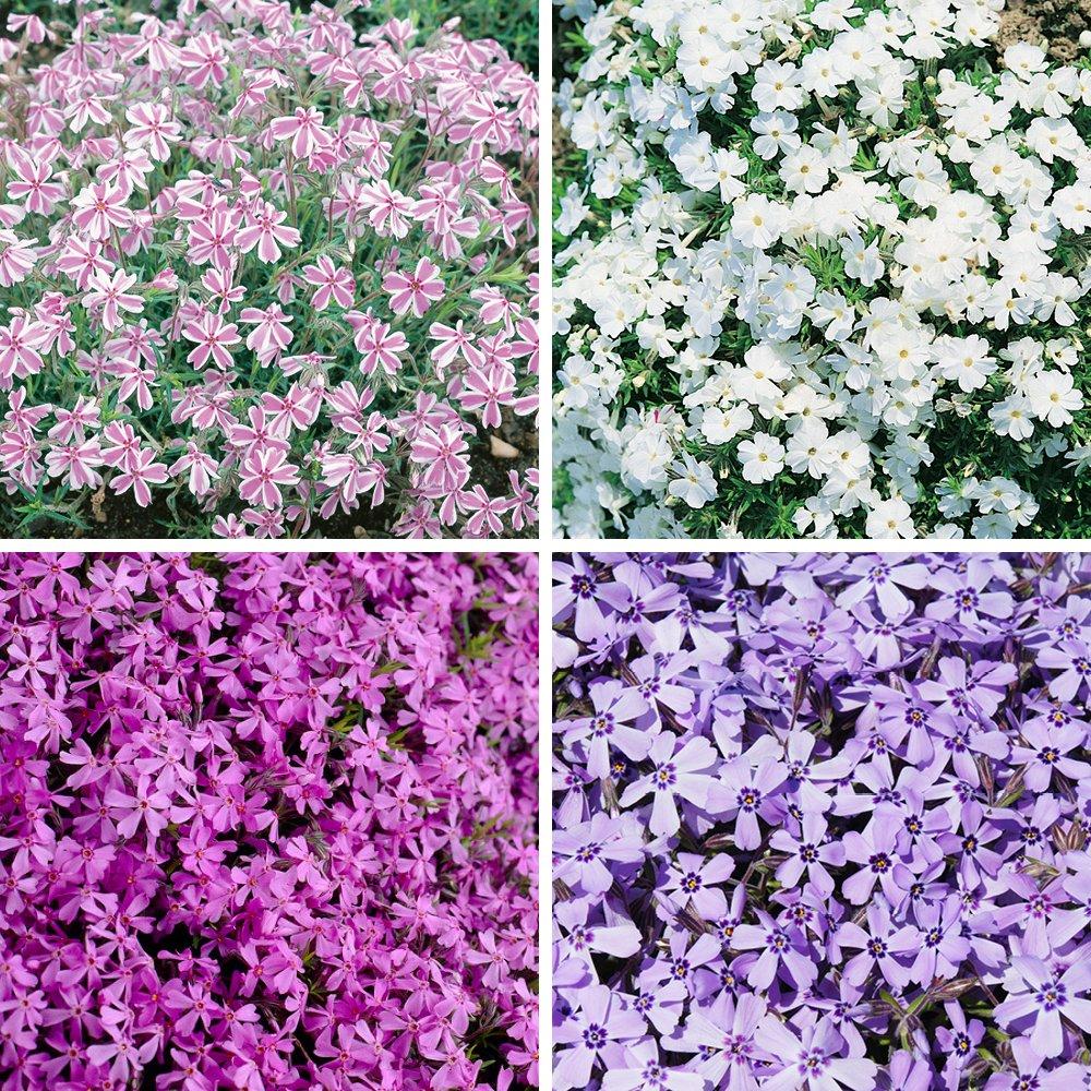 Yougarden  Creeping Phlox (12 Plug Plants) -  - 12 Plugs