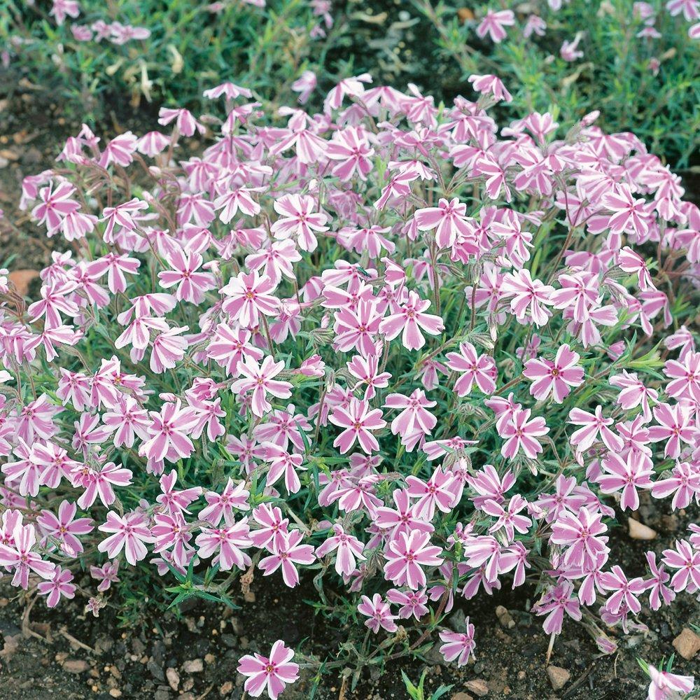 Multi - YouGarden - Creeping Phlox (12 Plug Plants) - 2