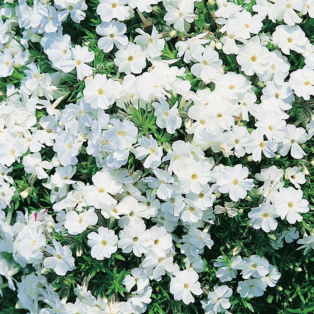 Multi - YouGarden - Creeping Phlox (12 Plug Plants) - 3