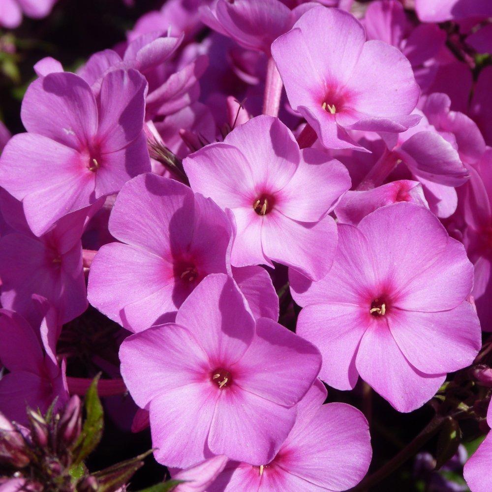 Multi - YouGarden - Creeping Phlox (12 Plug Plants) - 4