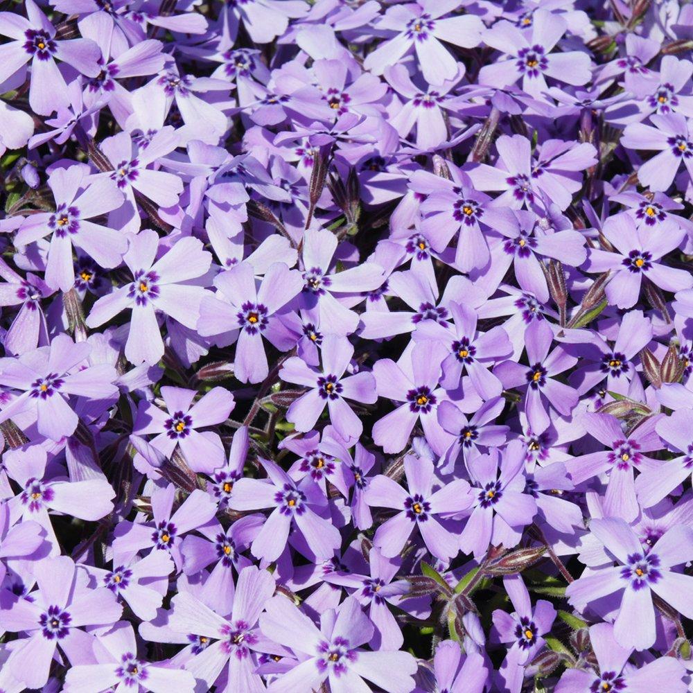 Multi - YouGarden - Creeping Phlox (12 Plug Plants) - 5