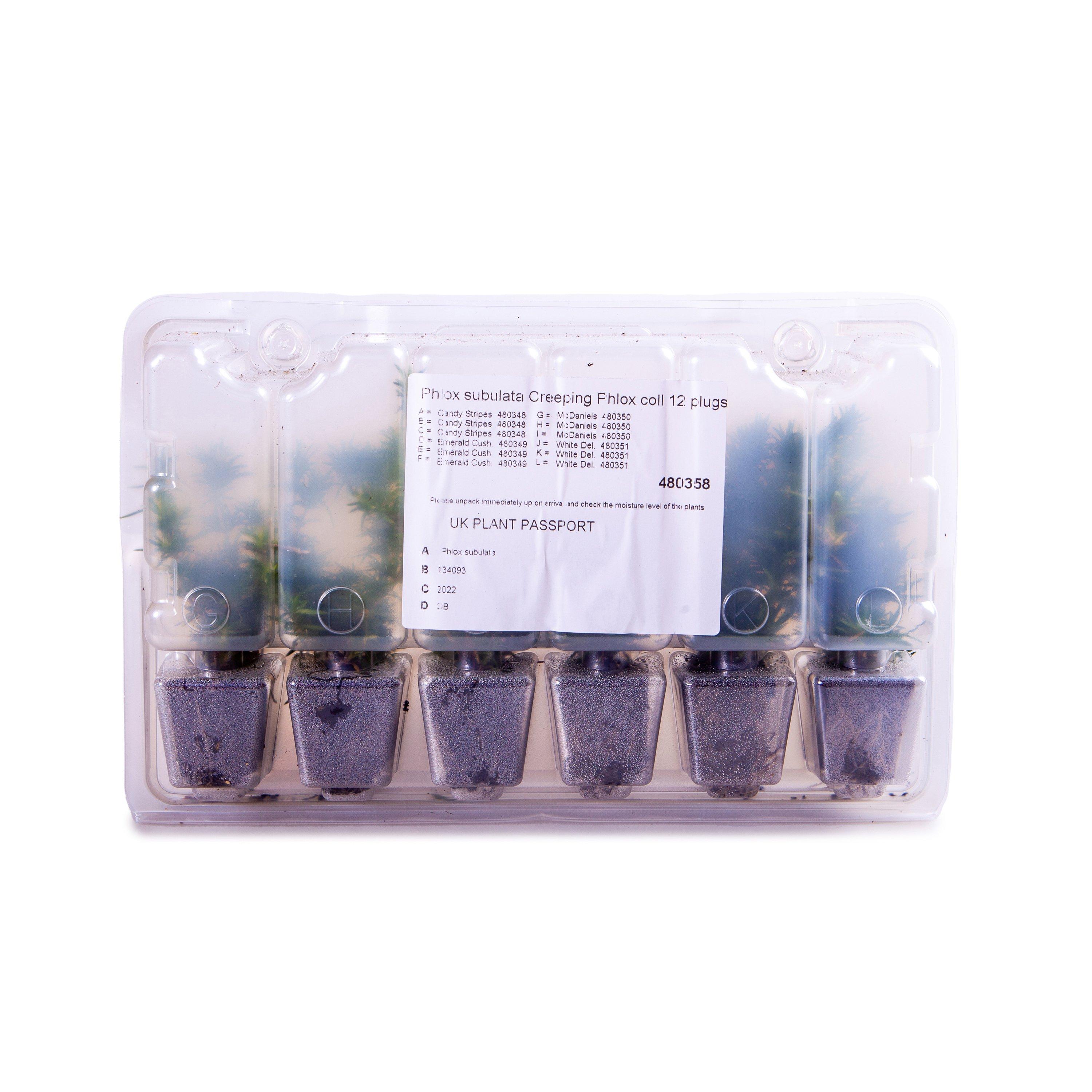 Multi - YouGarden - Creeping Phlox (12 Plug Plants) - 6