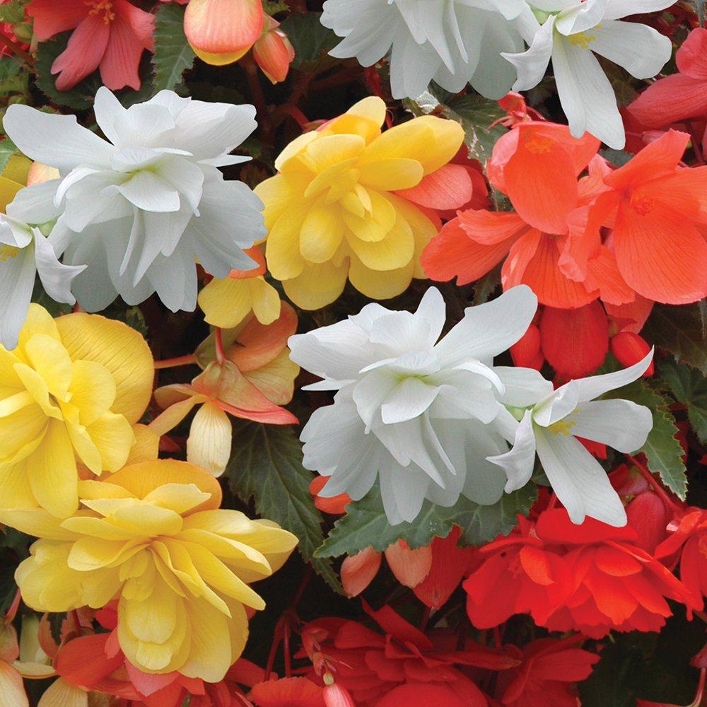 Multi - YouGarden - Begonia SuperCascade Mix (12 Plug Plants) - 1