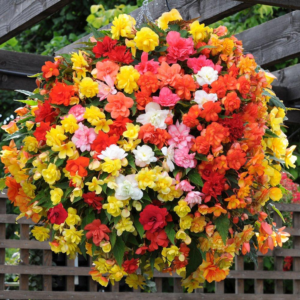 Multi - YouGarden - Begonia SuperCascade Mix (12 Plug Plants) - 2