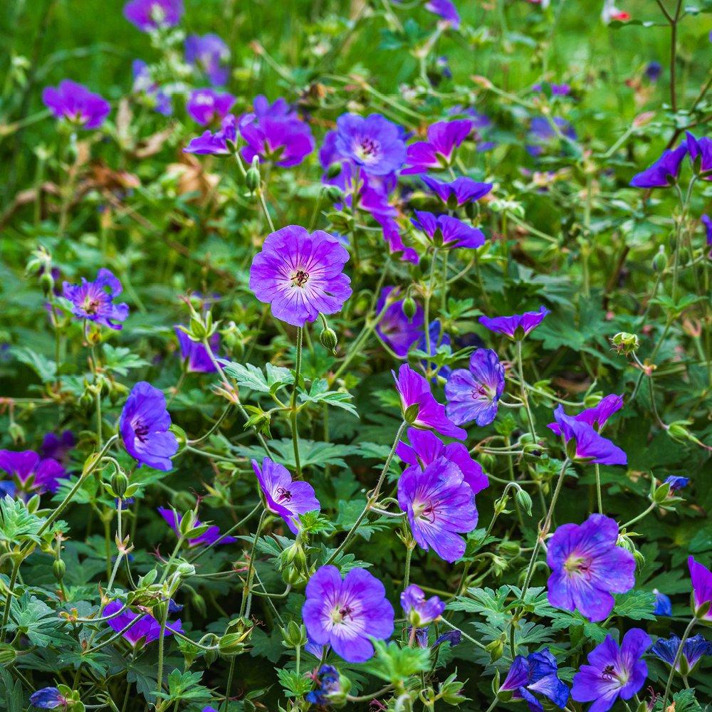 Yougarden  Hardy Geranium Rozanne 9Cm X 3 - Blue - 3 x 9cm Po