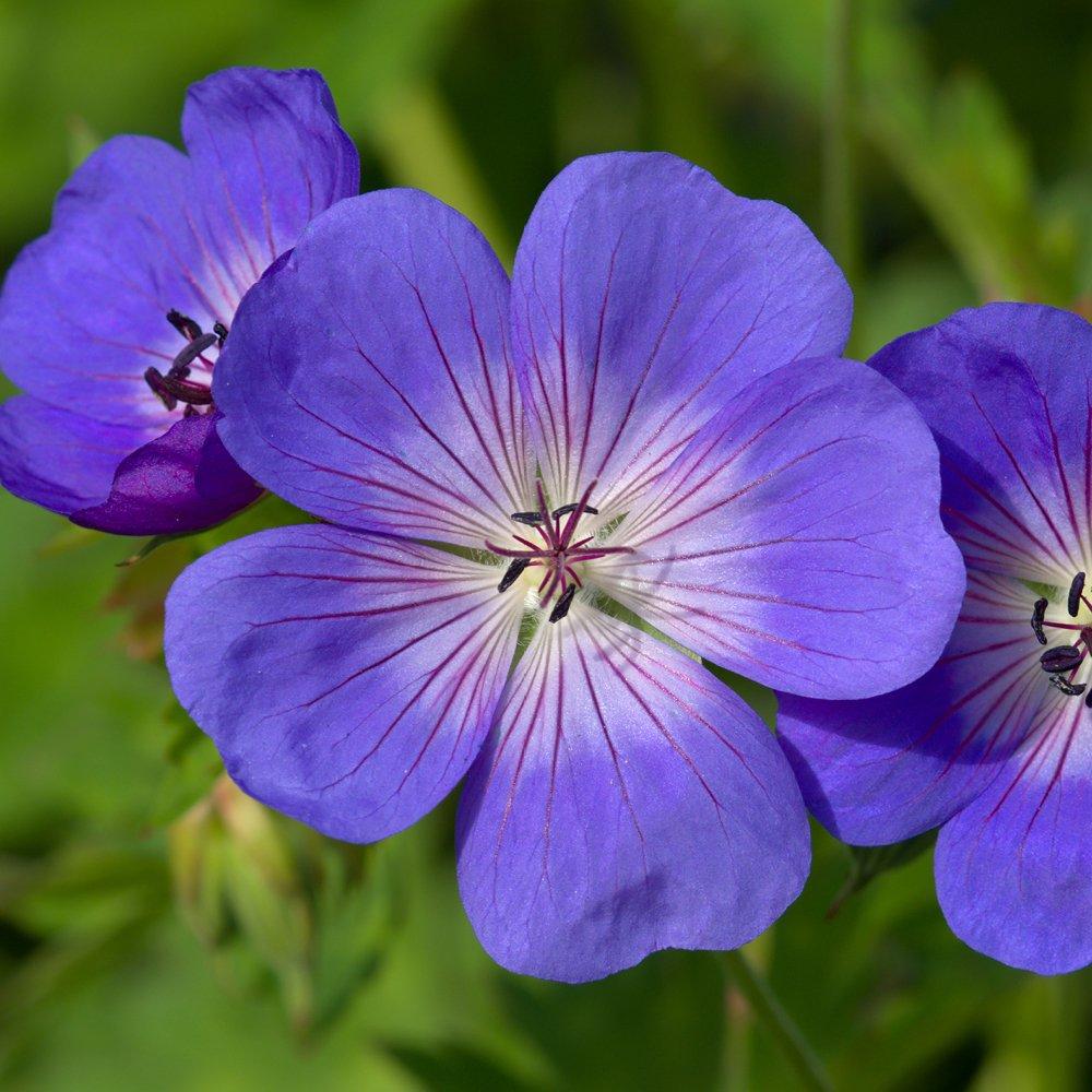 Blue - YouGarden - Hardy Geranium Rozanne 9cm x 3 - 2
