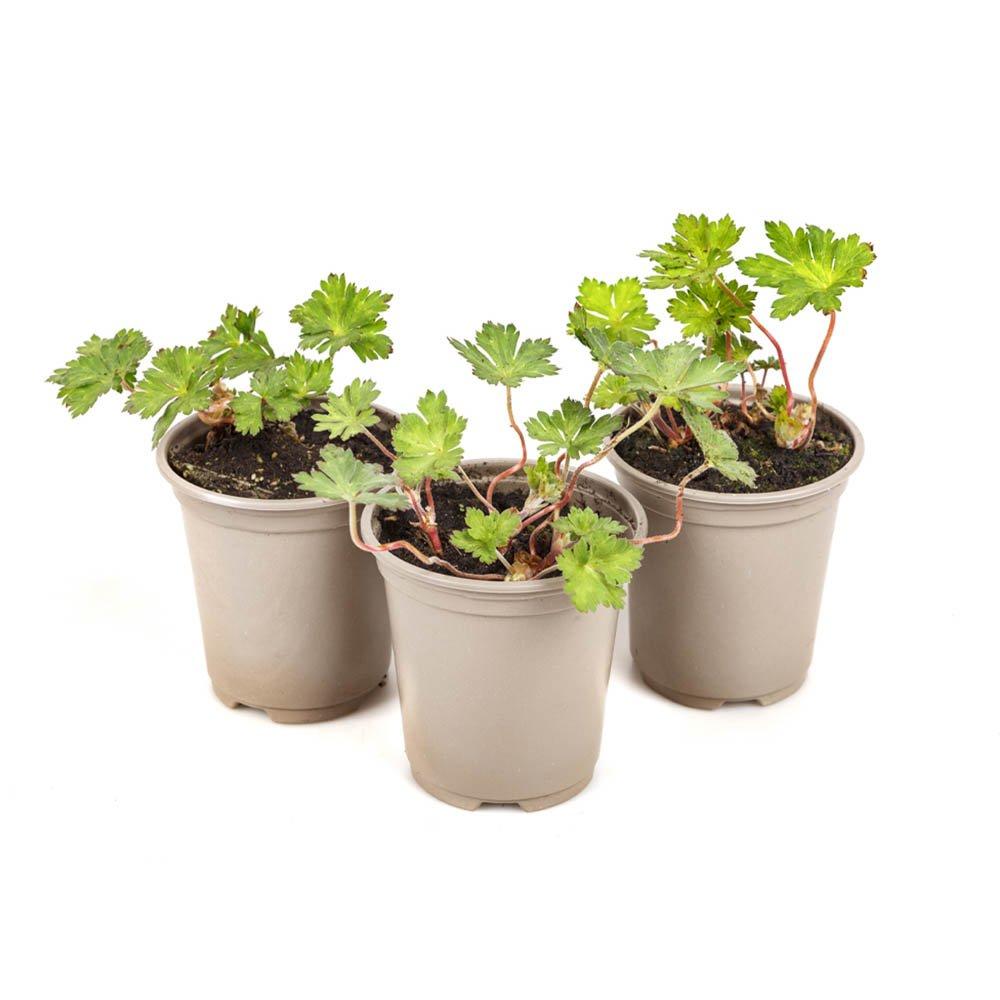 Blue - YouGarden - Hardy Geranium Rozanne 9cm x 3 - 3