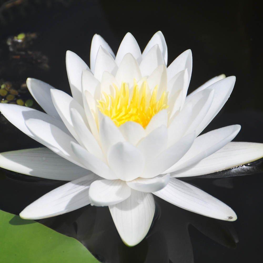Yougarden  Water Lily Planting Kit - White - White wate