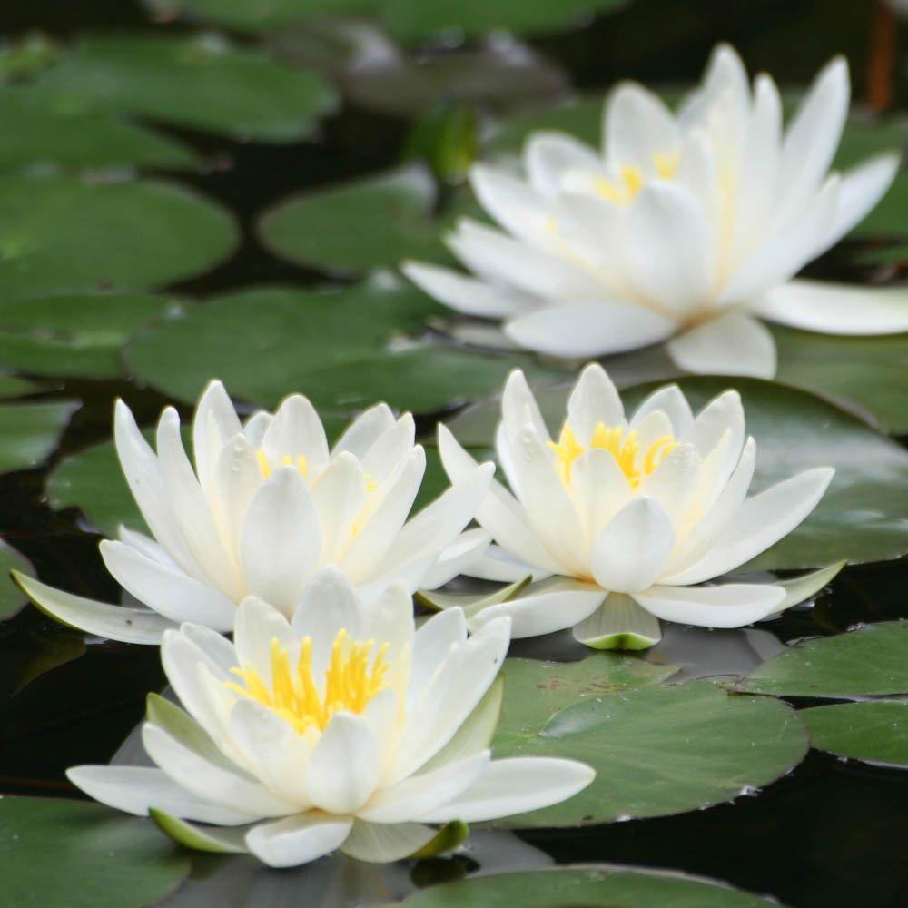 White - YouGarden - Water Lily Planting Kit - White - 2
