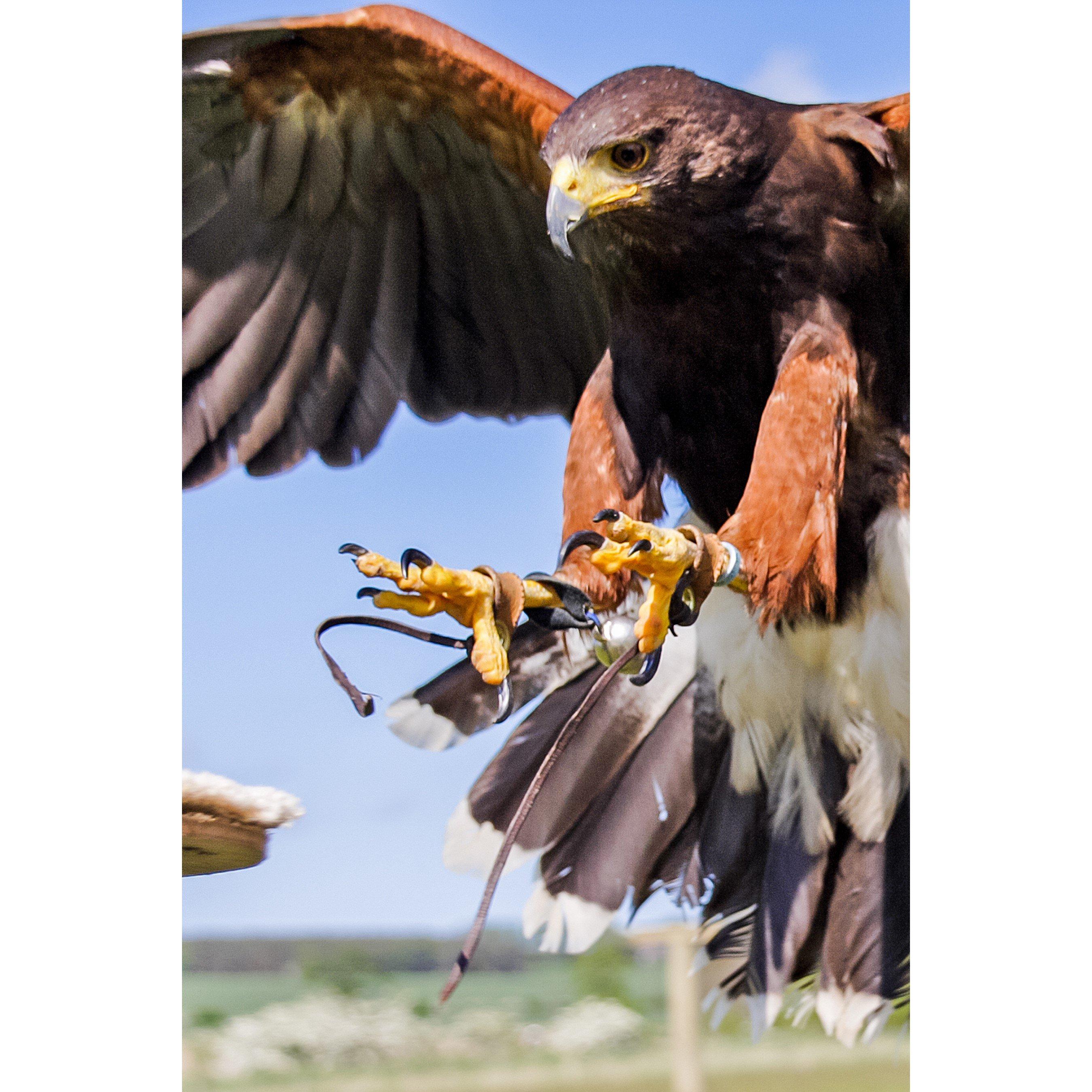 Activity Superstore  3 Hour Falconry Experience