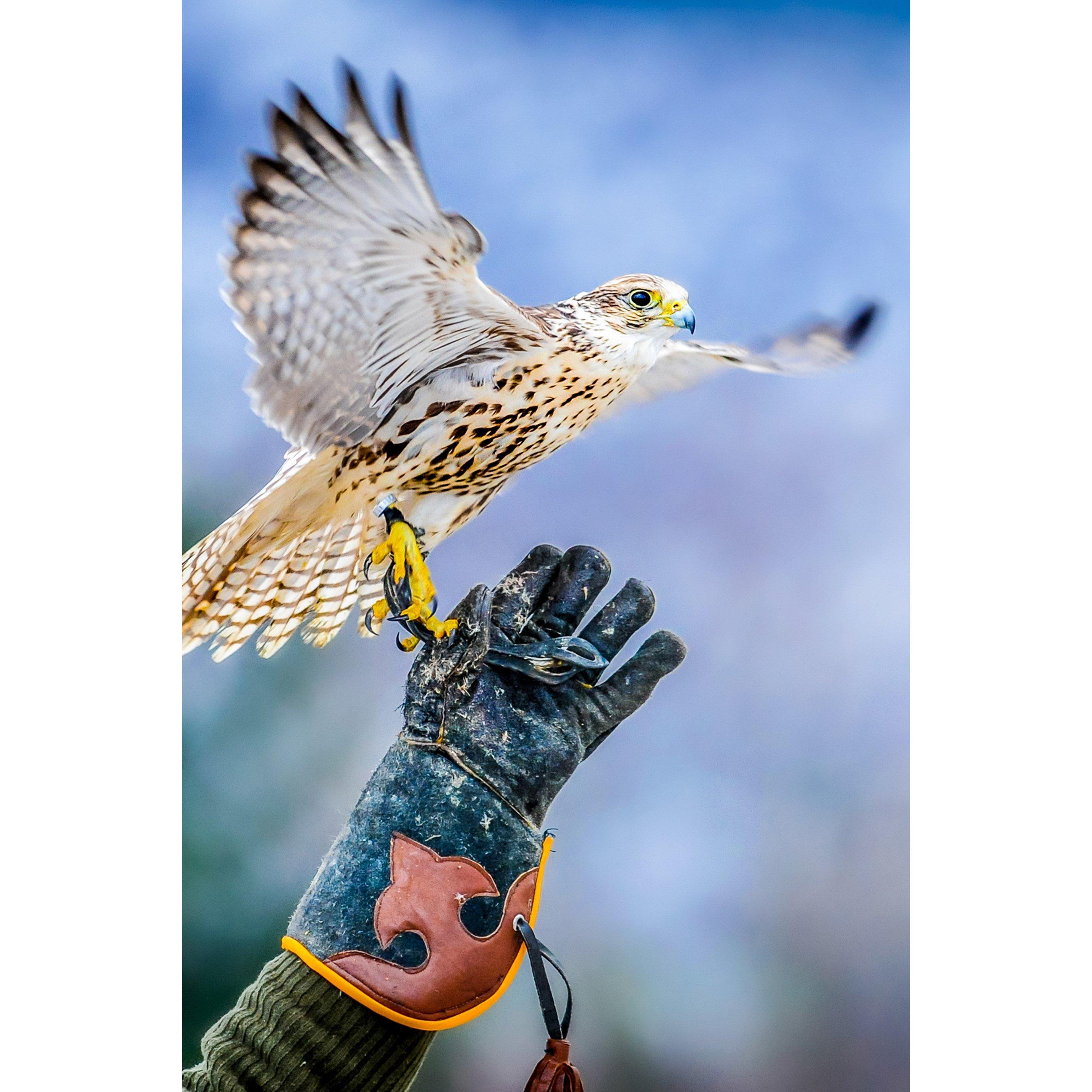 None - Activity Superstore - 3 Hour Falconry Experience - 2