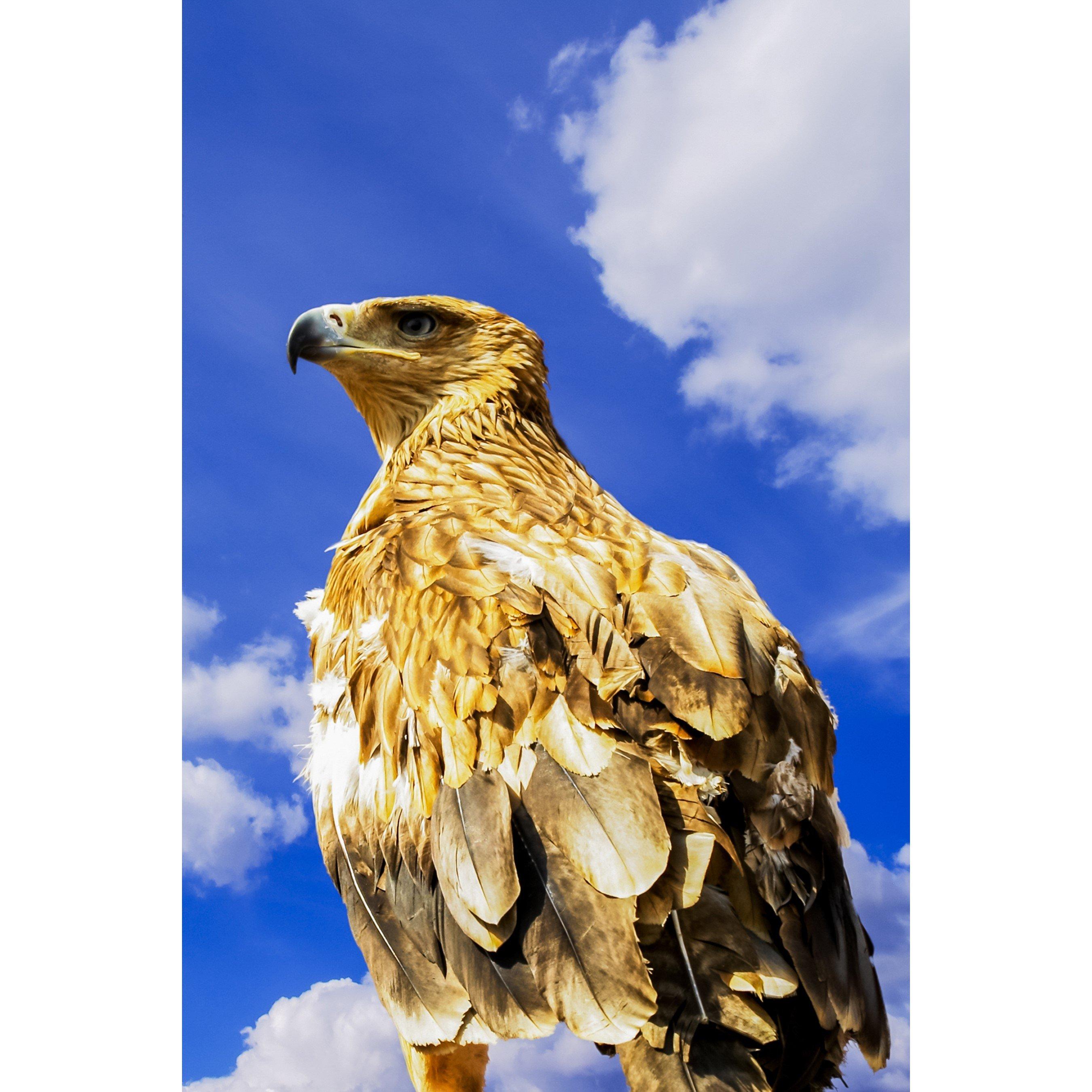 None - Activity Superstore - 3 Hour Falconry Experience - 3