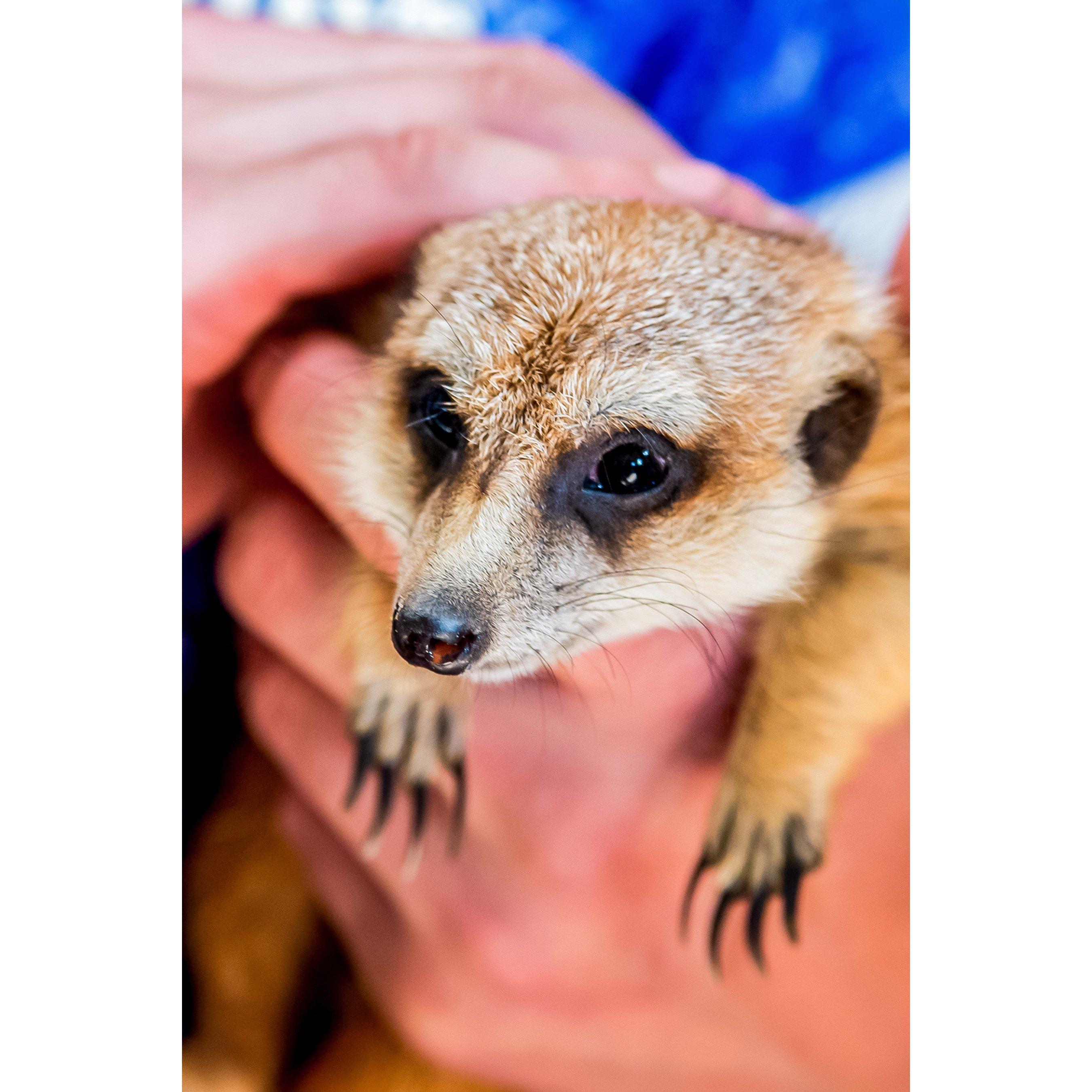 None - Activity Superstore - Animal Encounters - 1