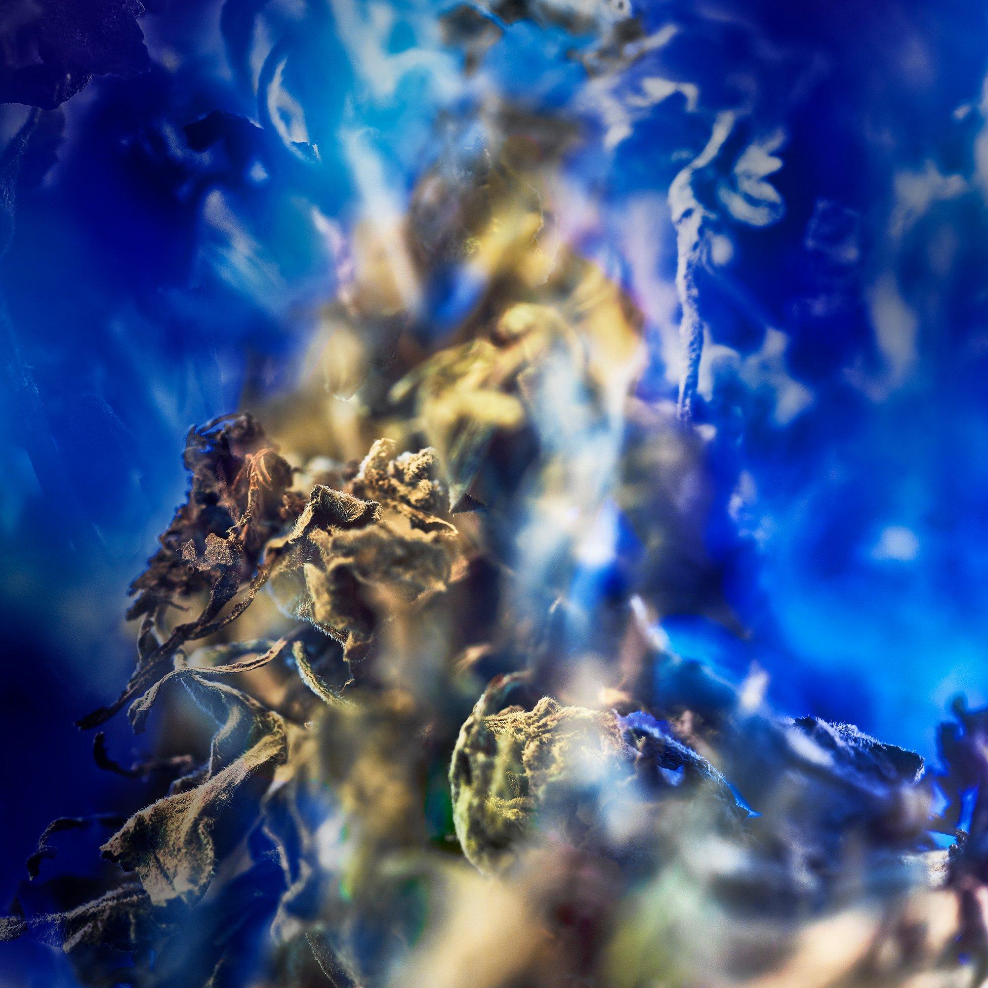 Clear - Bvlgari - LE GEMME GYAN Eau de Parfum - 2