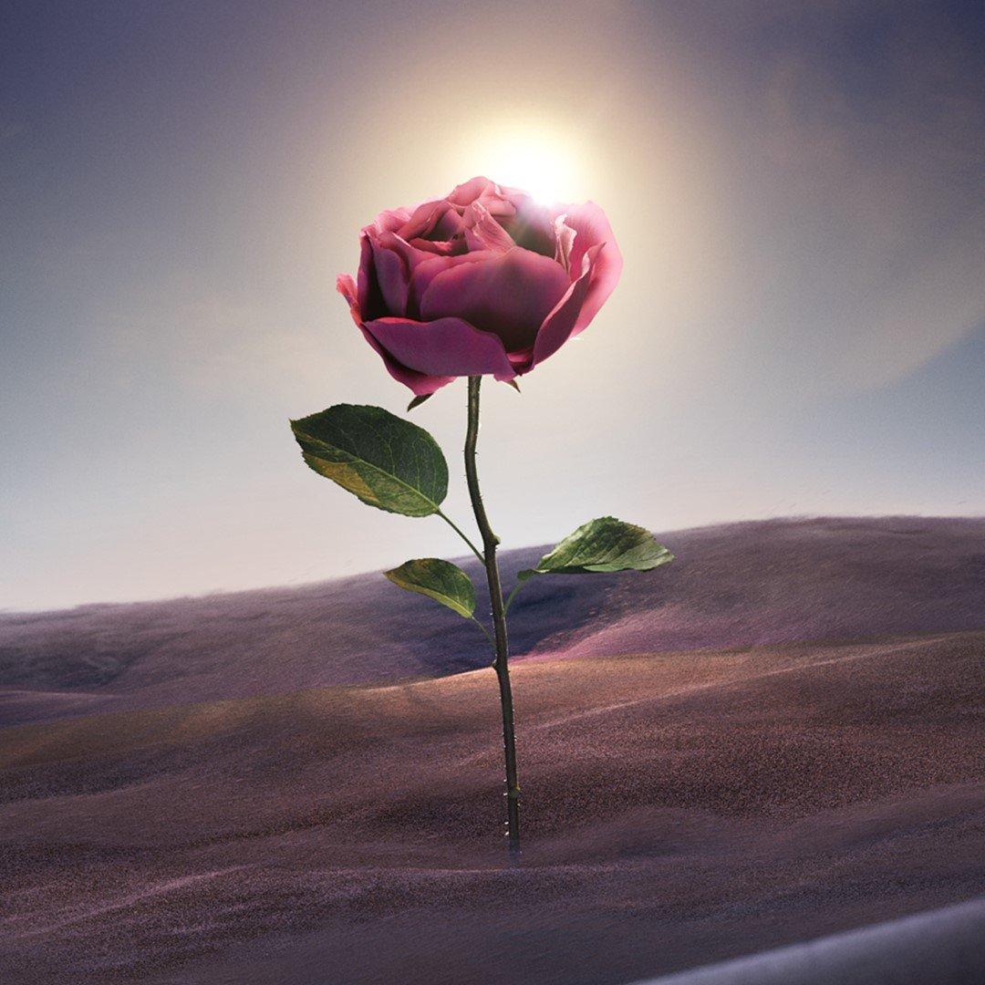 Clear - Bvlgari - Le Gemme Sahare Eau de Parfum - 4