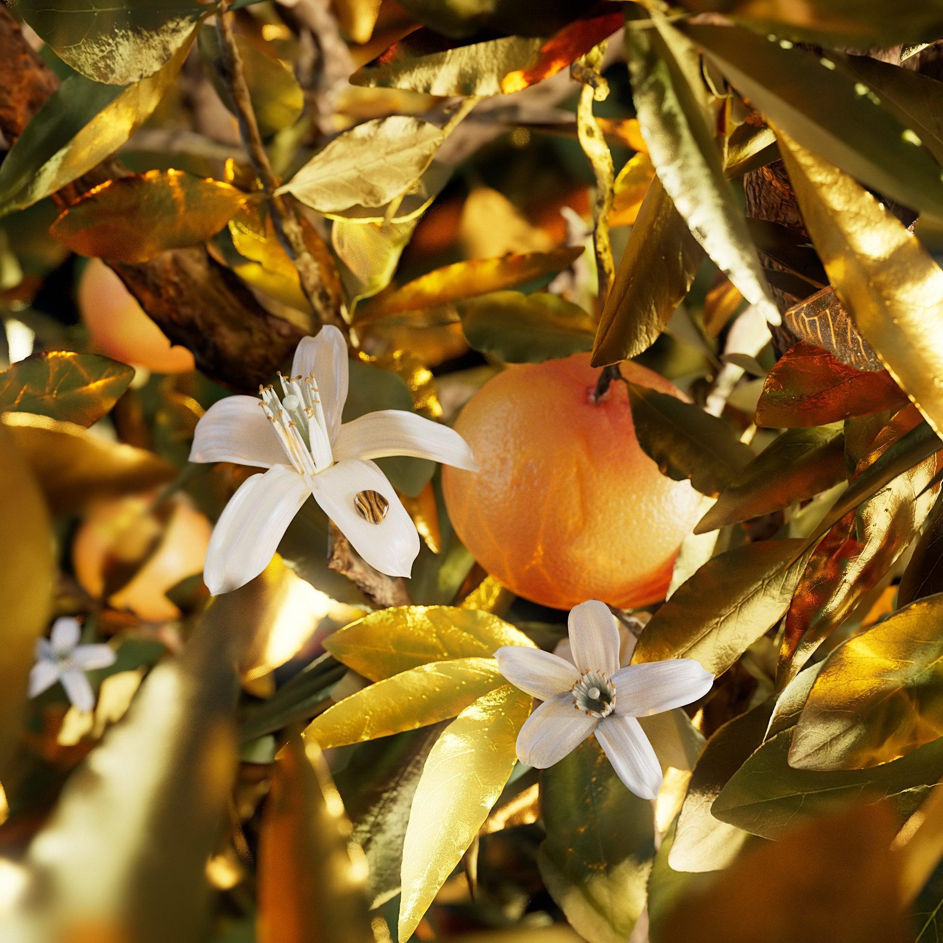 Clear - Bvlgari - Le Gemme Tygar Eau de Parfum - 3