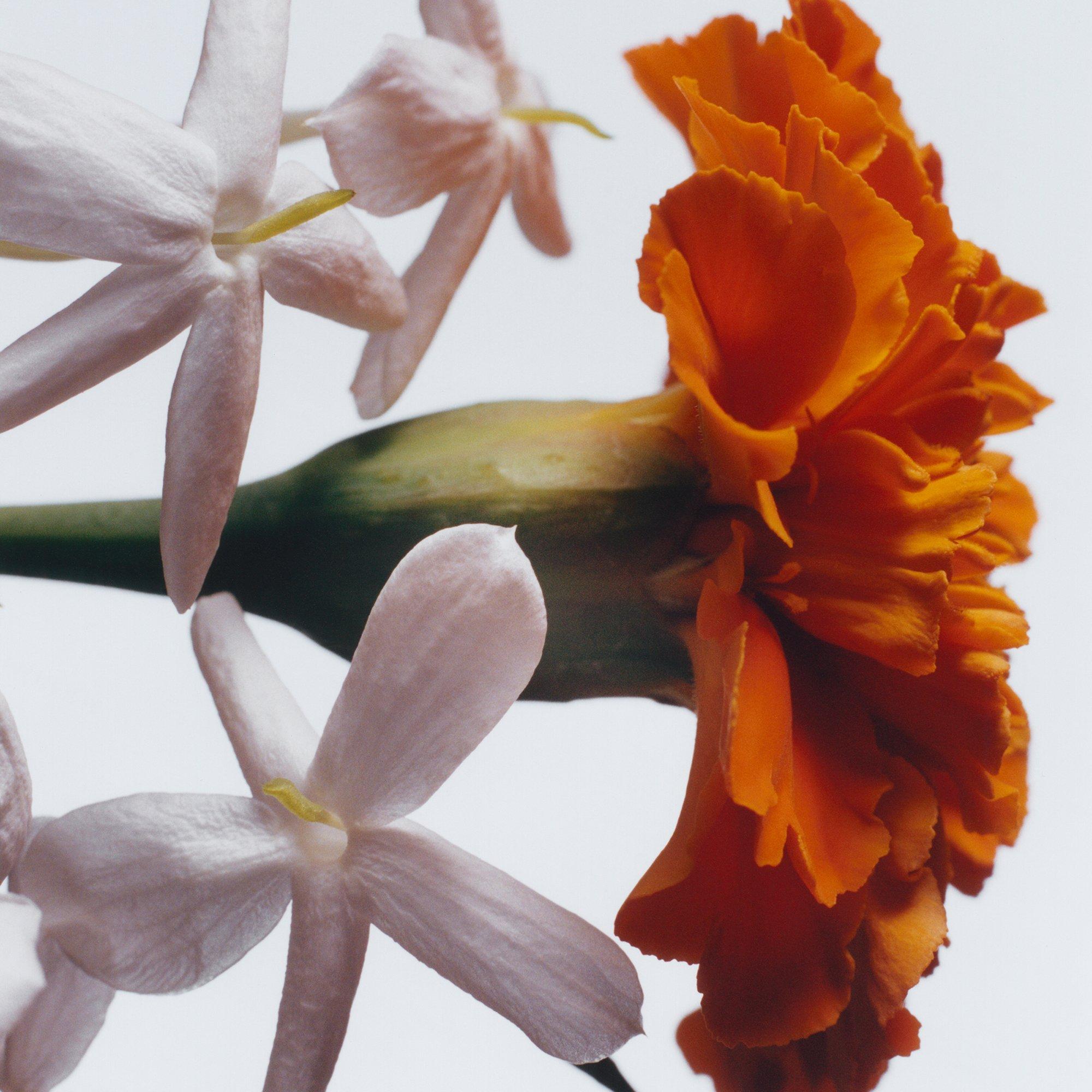 - - Jo Malone London - Jasmine Sambac & Marigold Classic Candle 200g - 3