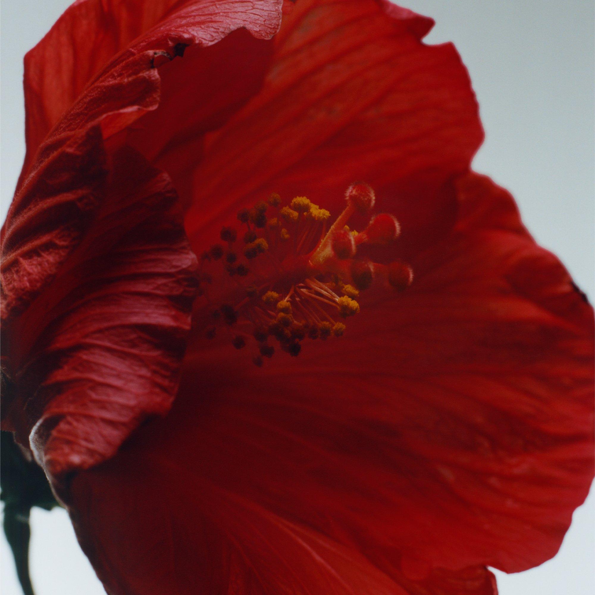 - - Jo Malone London - Red Hibiscus Cologne Intense 50ml - 2