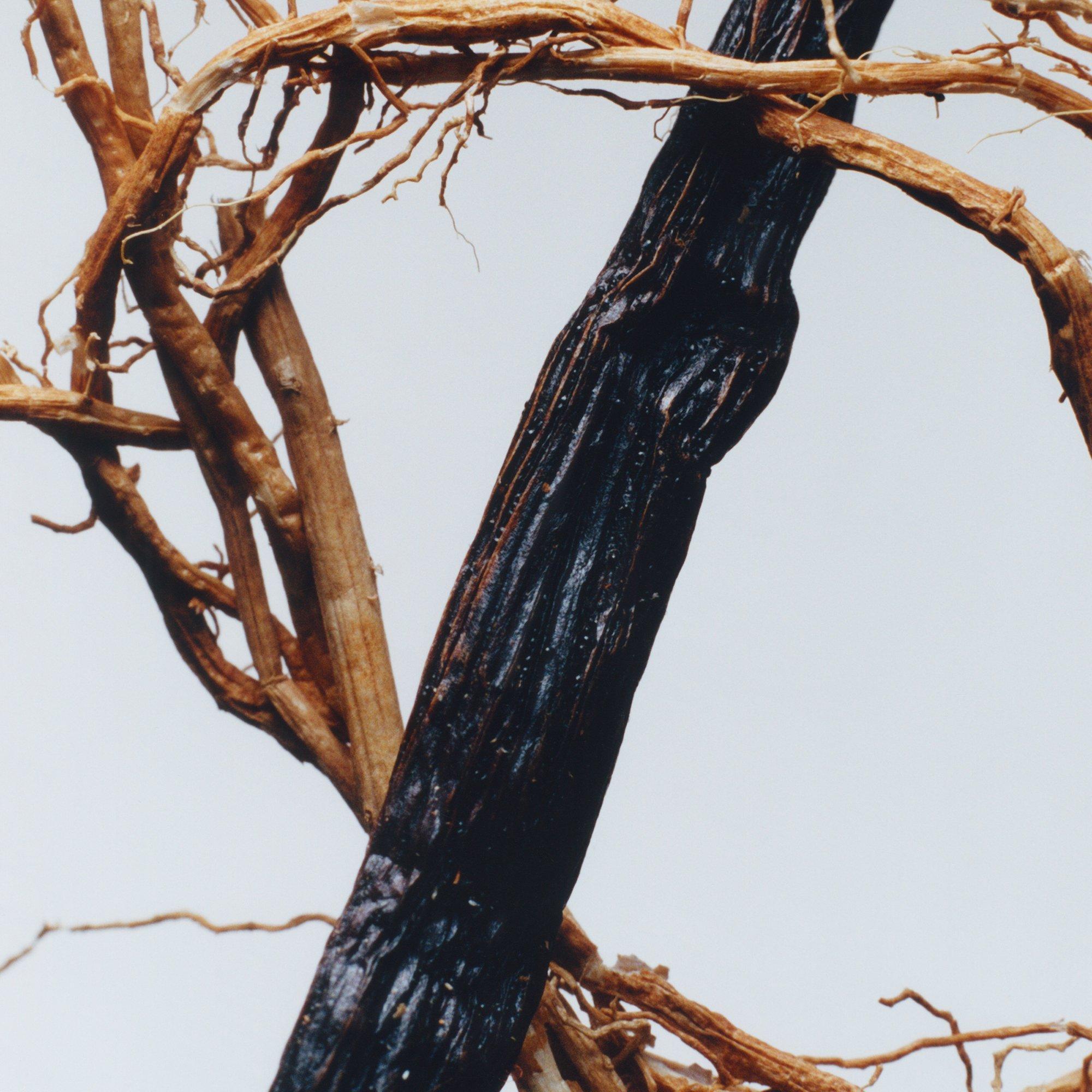 - - Jo Malone London - Vetiver & Golden Vanilla Cologne Intense 50ml - 2