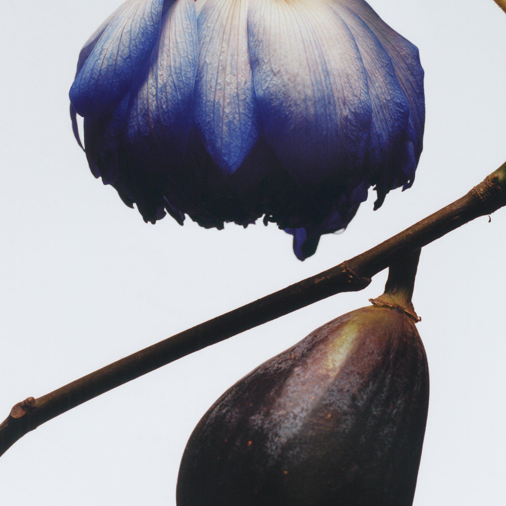 None - Jo Malone London - Fig & Lotus Flower Cologne 100ml - 3