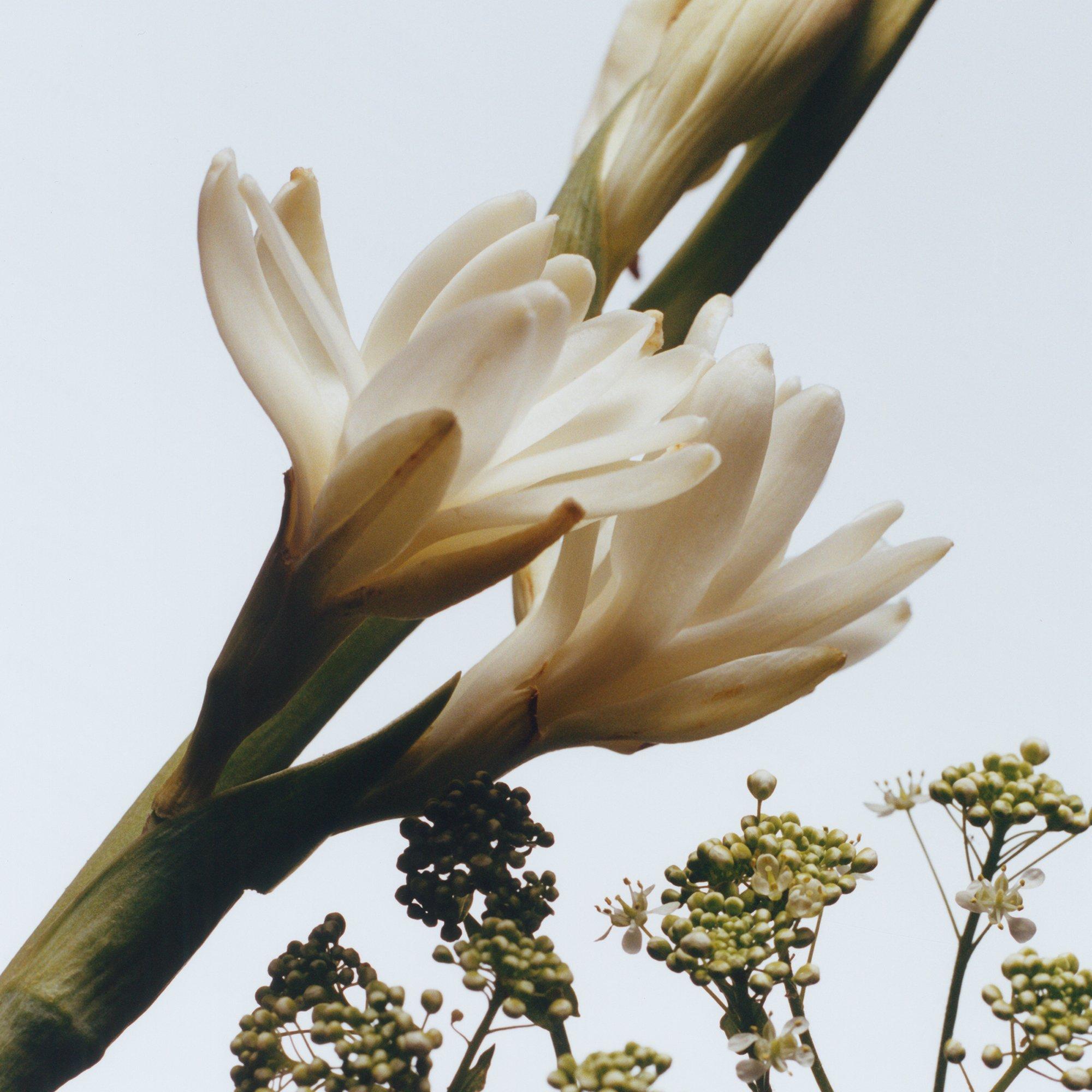 - - Jo Malone London - Tuberose Angelica Cologne Intense 50ml - 2