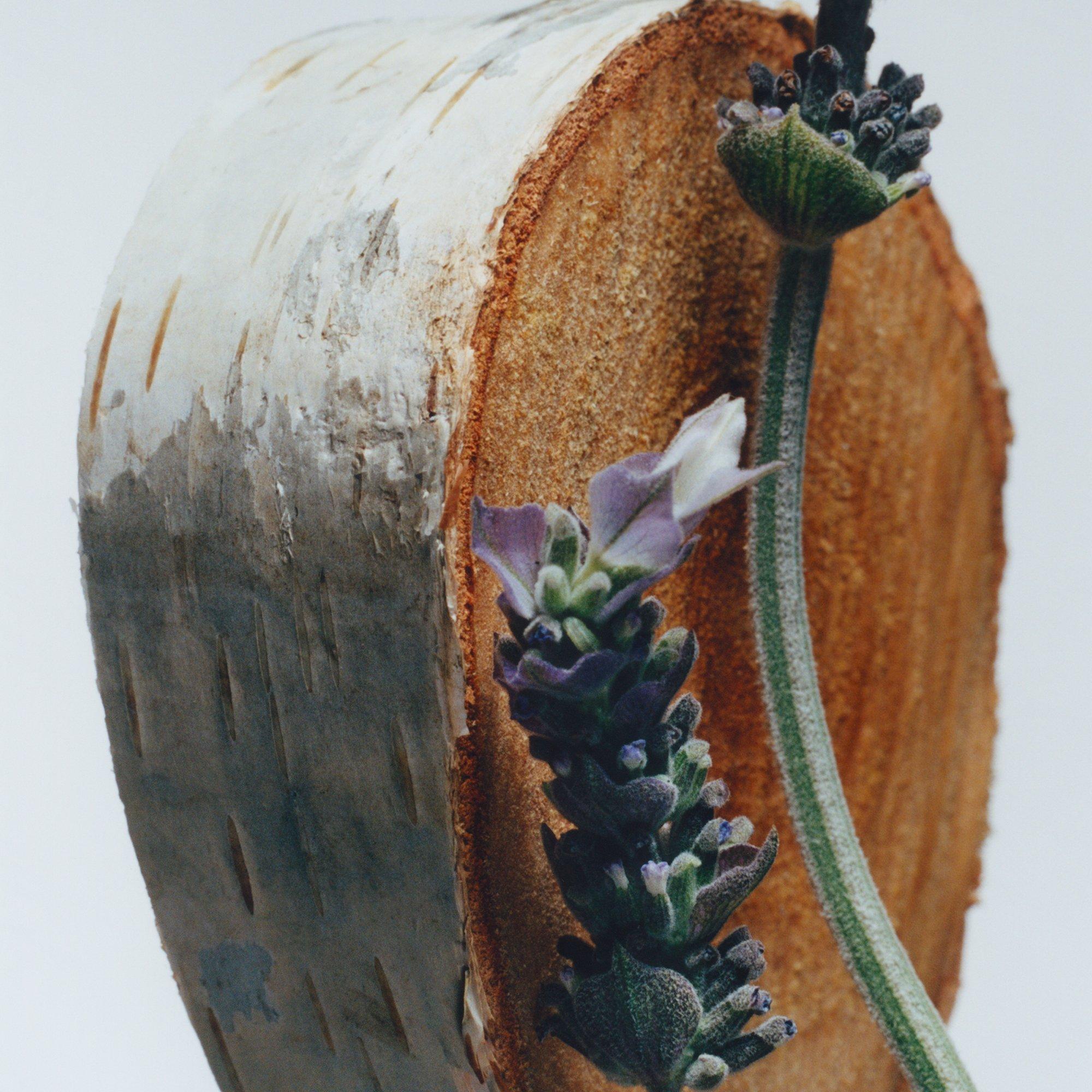 - - Jo Malone London - Silver Birch & Lavender 30ml - 3