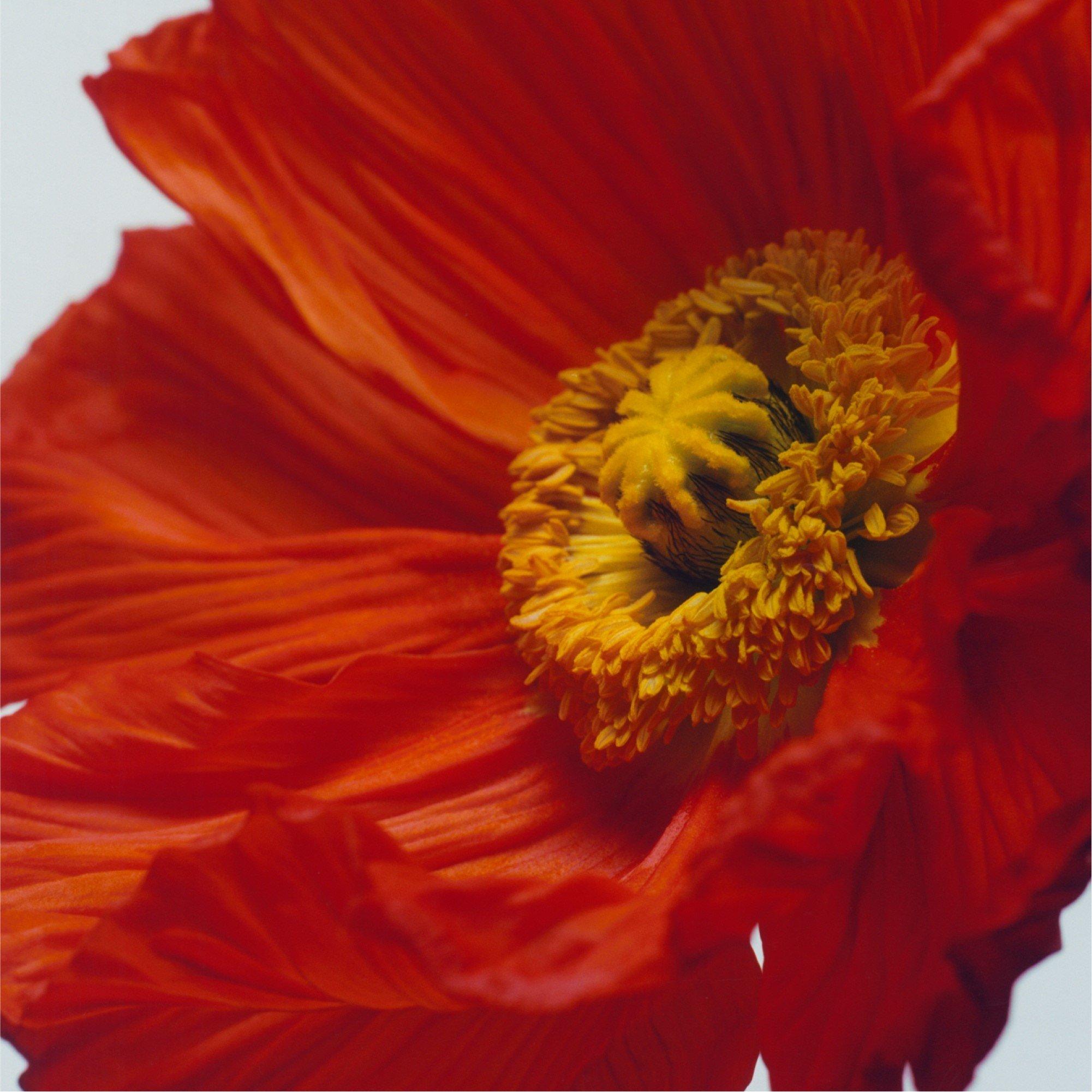 - - Jo Malone London - Scarlet Poppy Cologne Intense 100ml - 2