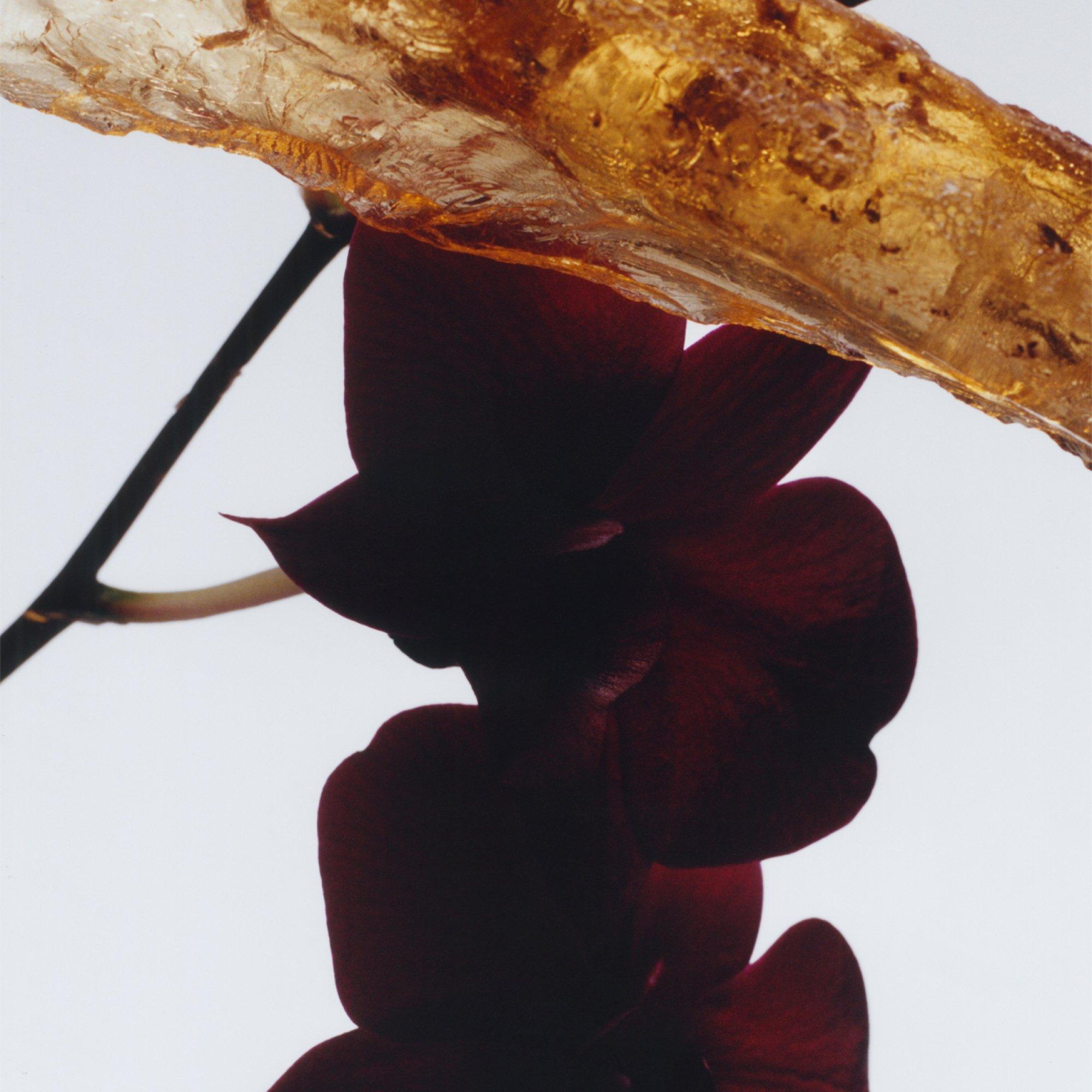 - - Jo Malone London - Dark Amber & Ginger Lily Cologne Intense 100ml - 2