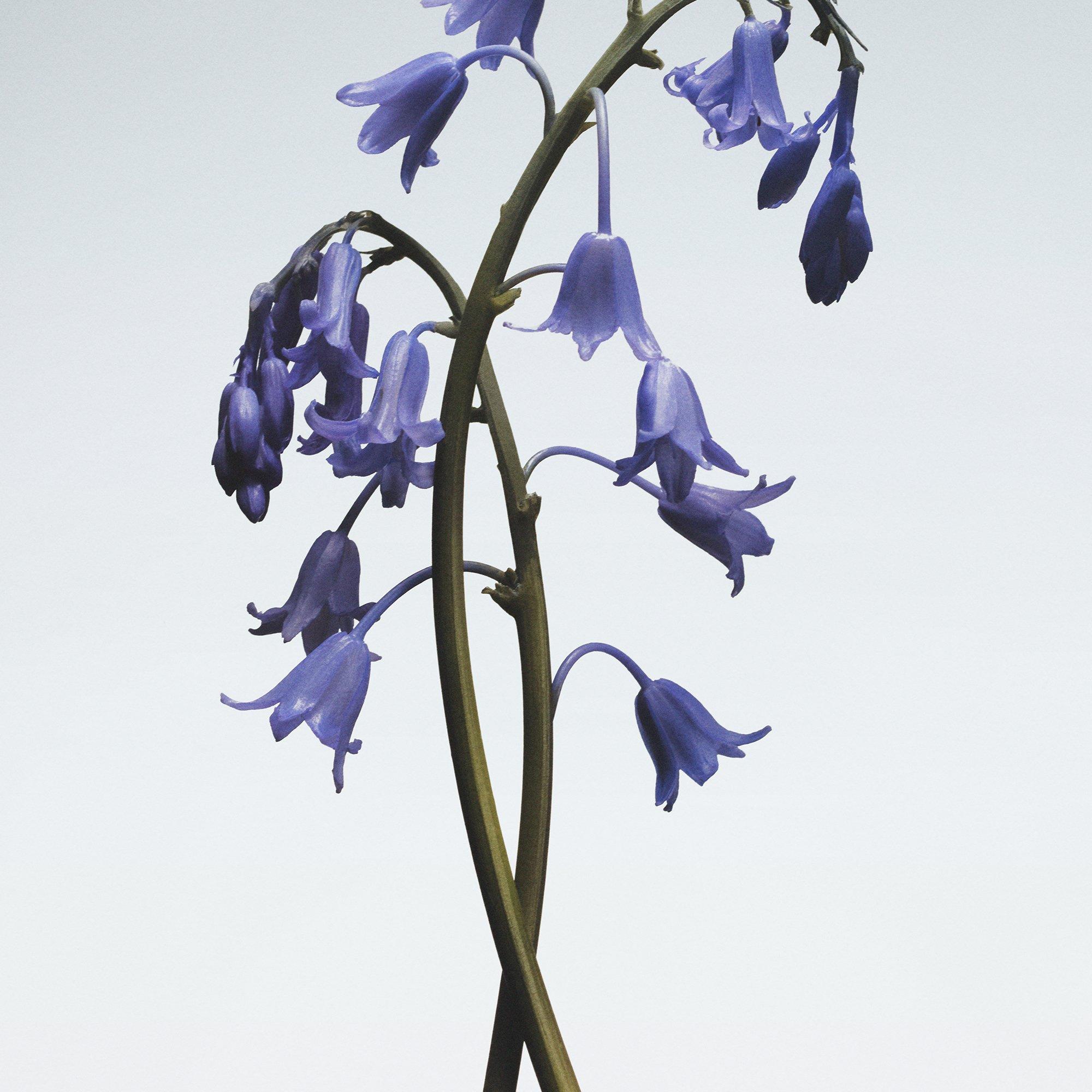 - - Jo Malone London - Wild Bluebell Diffuser 165ml - 3